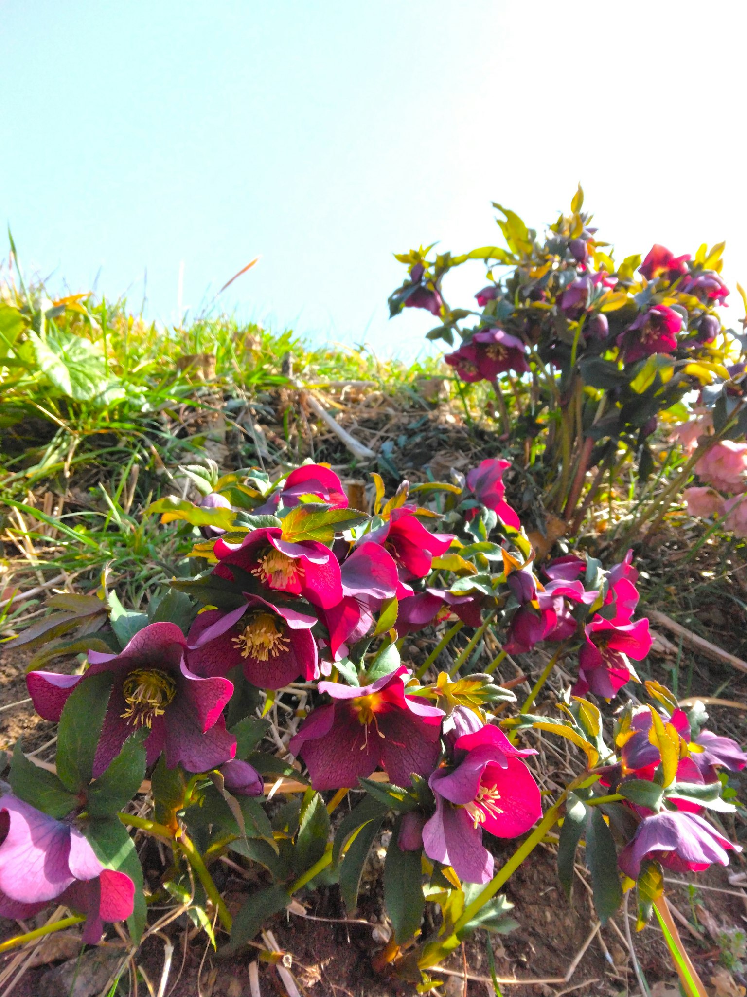 Gros plan de fleurs violettes en fleurs sous un ciel lumineux