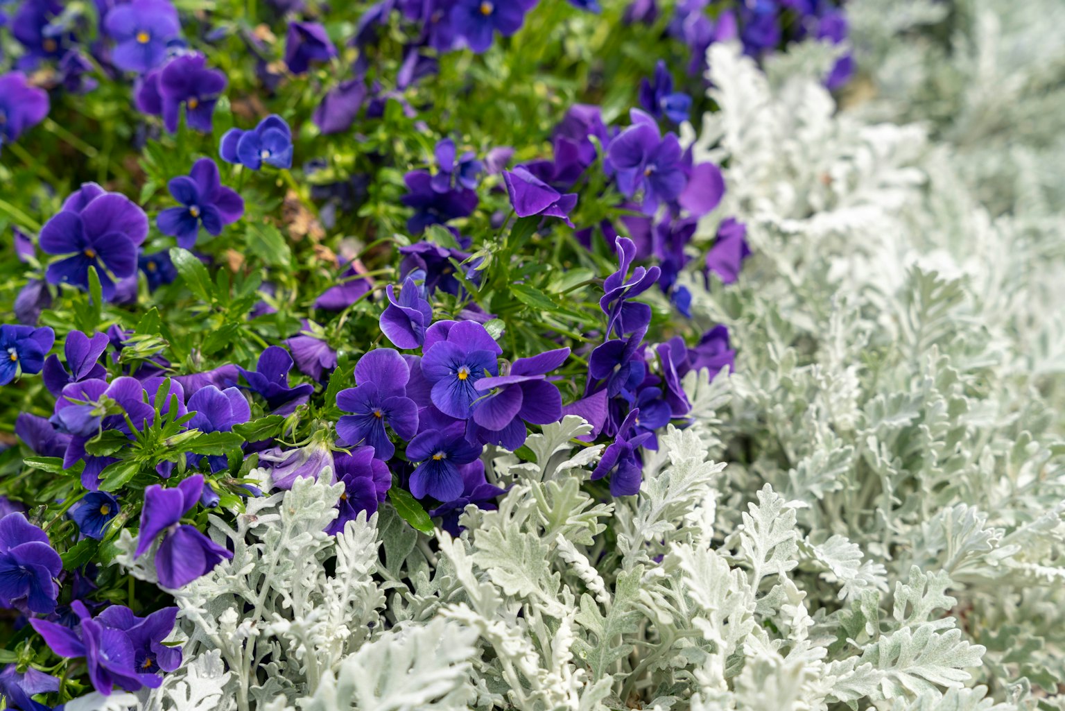 Primo piano di fiori viola e fogliame grigio