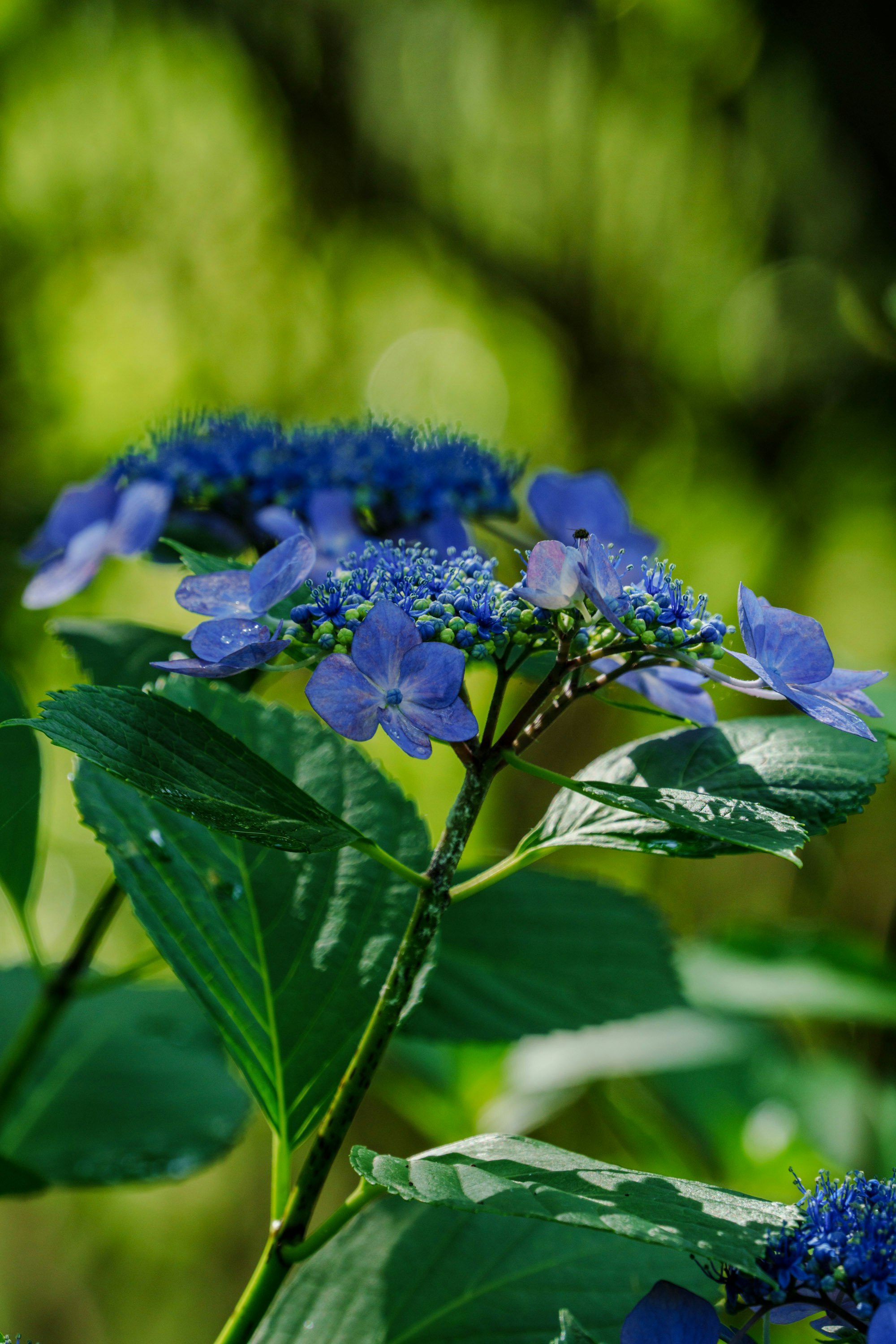 梅雨明けの紫陽花の花