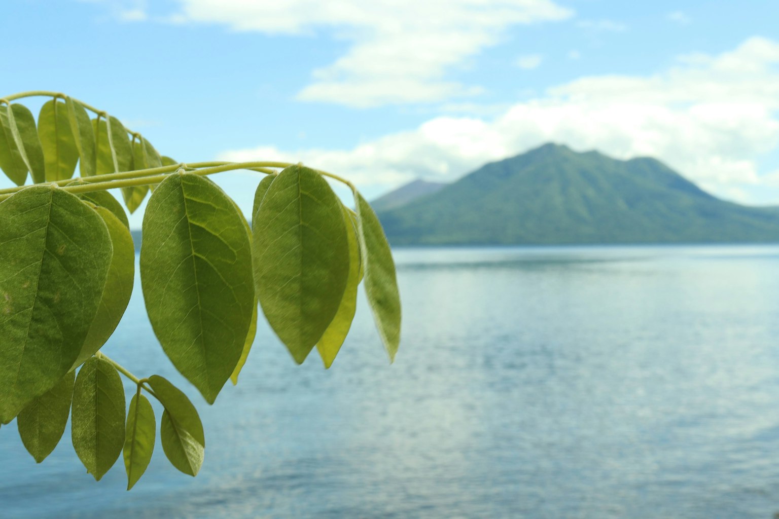 Green leaves in the foreground with a serene lake and mountains in the background
