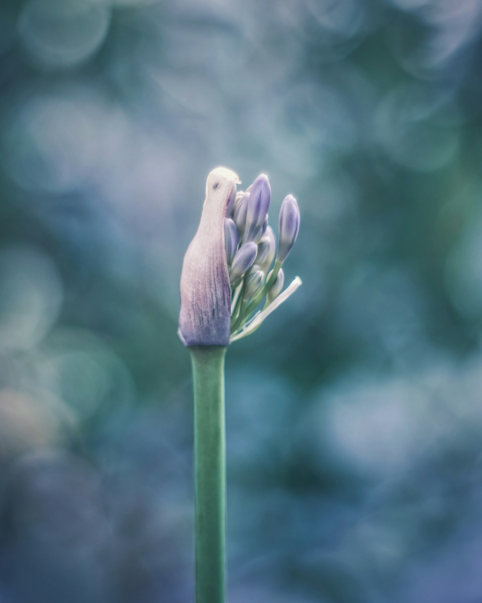 Flower bud with soft blue background and delicate petals