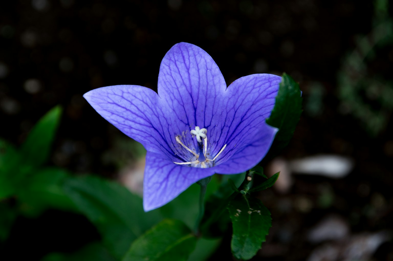 Fleur violette avec des pétales allongés et un centre blanc
