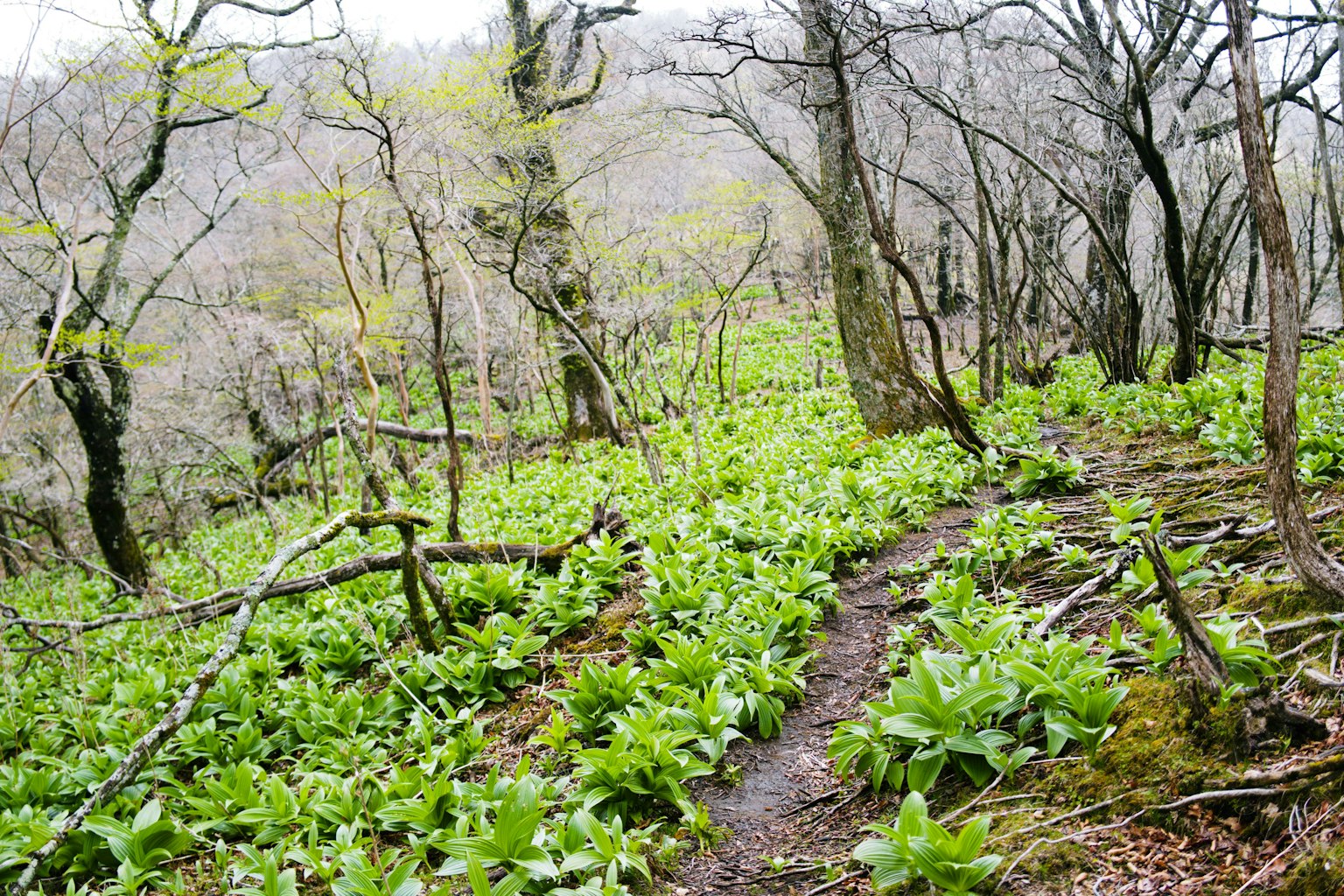 Sendero a través de un bosque cubierto de plantas verdes y árboles desnudos