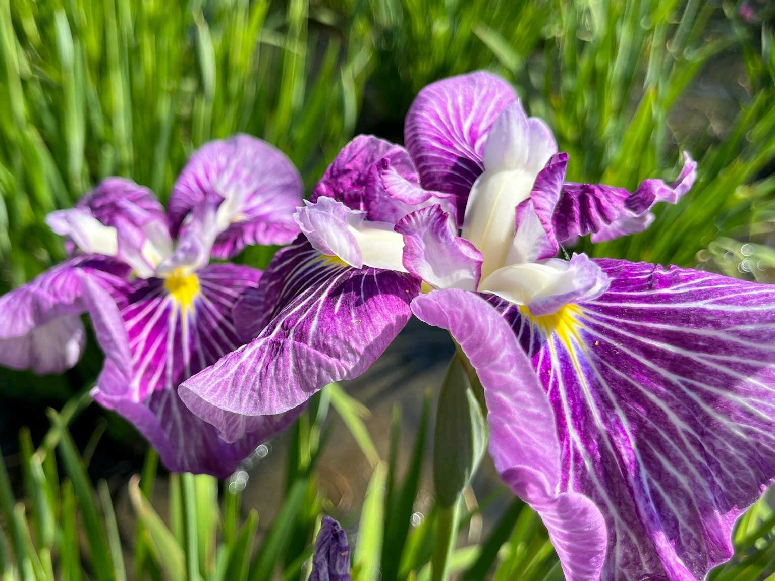 Primer plano de flores de iris moradas con patrones llamativos