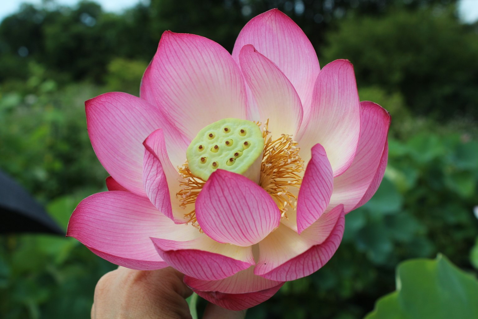 一朵美麗的粉紅色蓮花，綠色中心，背景為綠色