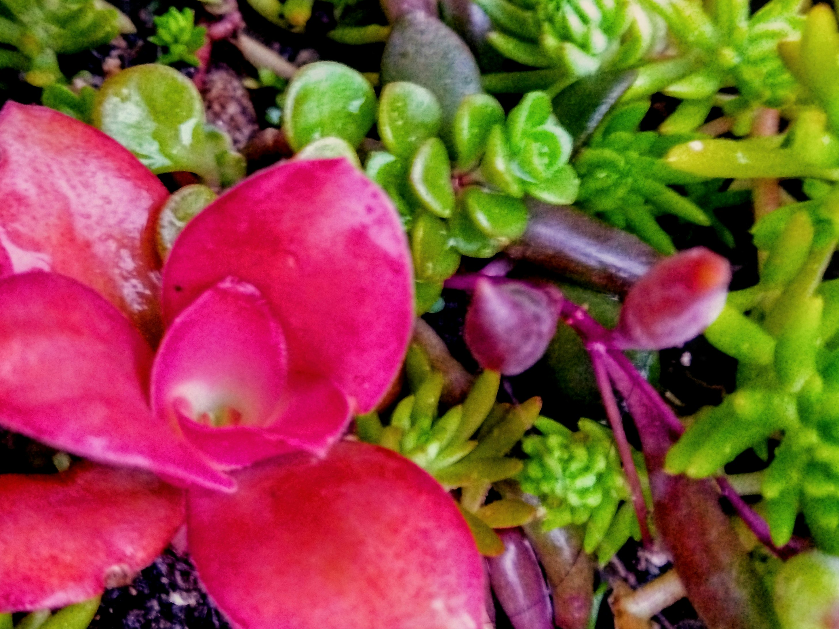 多肉植物の寄せ植えと鮮やかな花