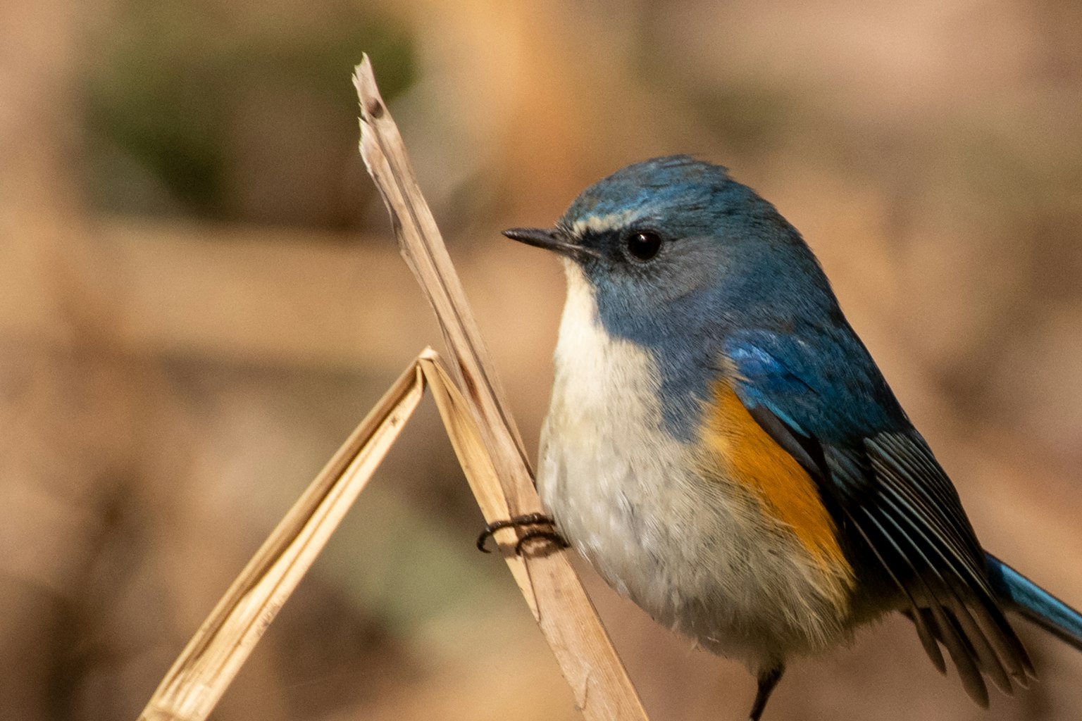 Un petit oiseau aux plumes bleues et à la poitrine orange perché sur une tige