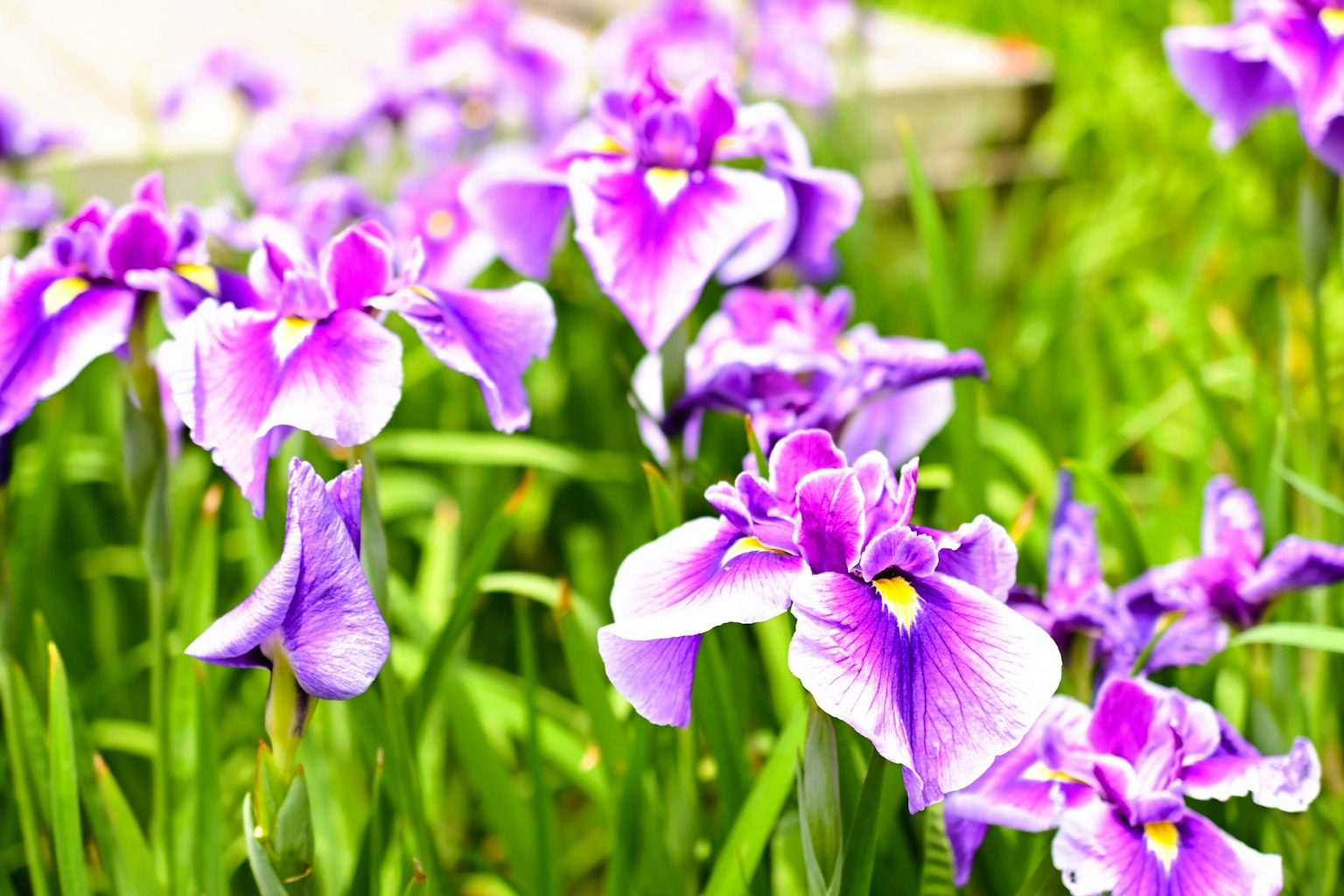 Raggruppamento di fiori d'iris viola con foglie verdi