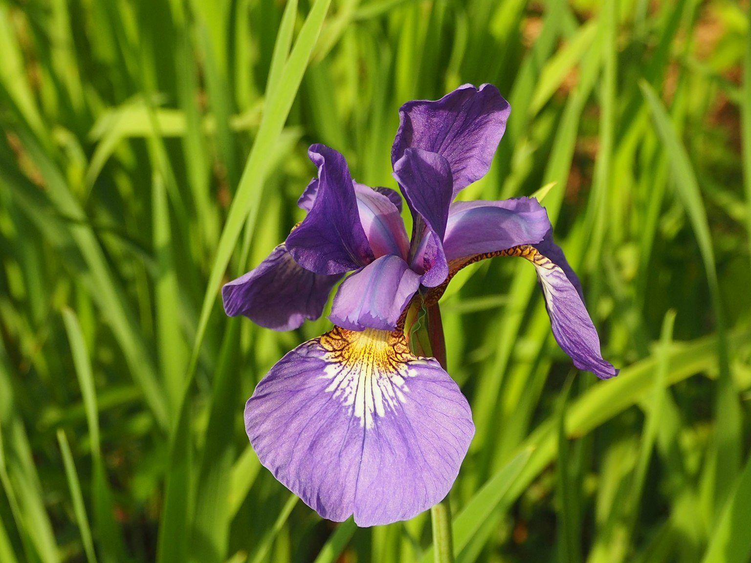 Hoa iris với cánh hoa màu tím nở giữa cỏ xanh