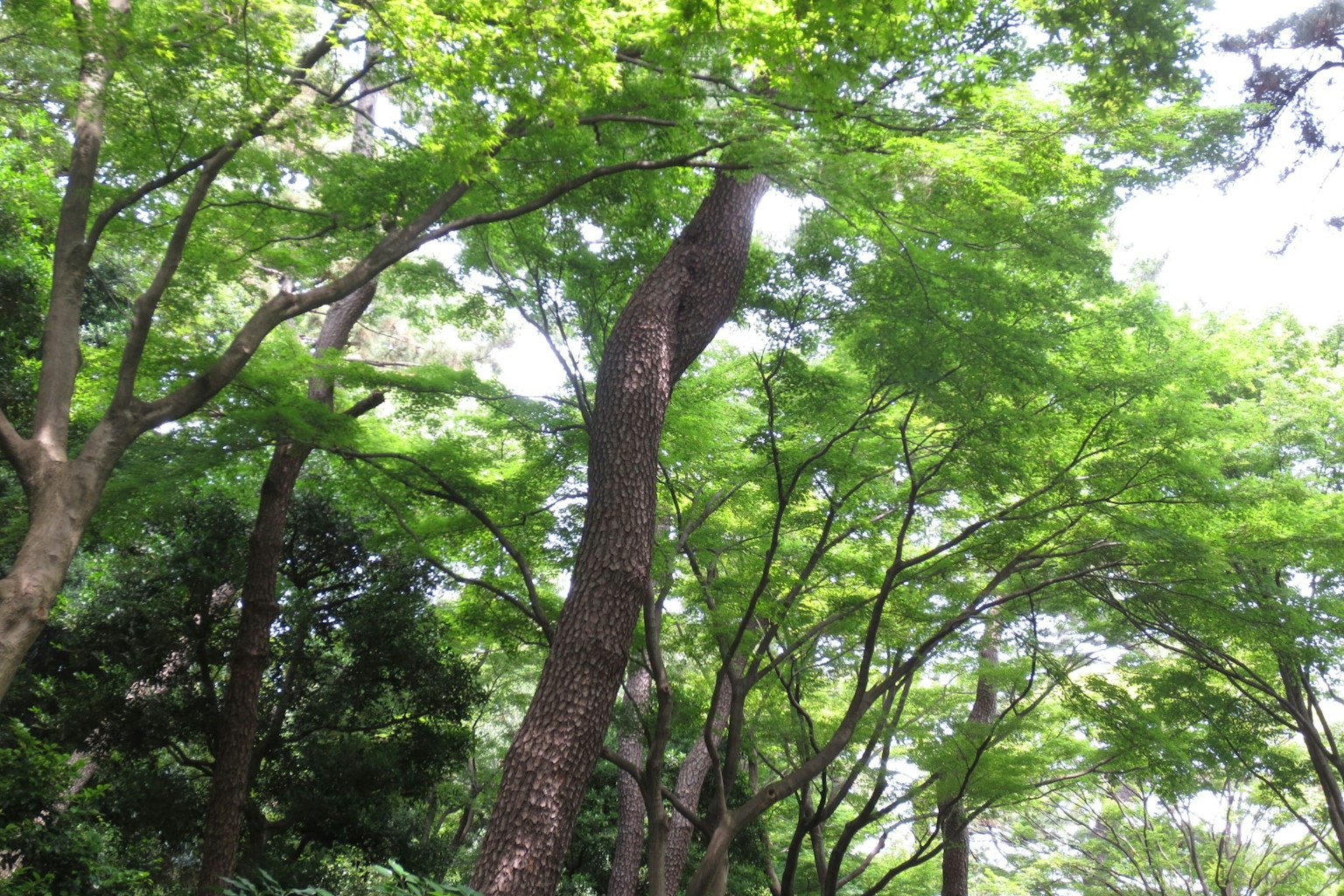 Árboles verdes exuberantes en un entorno de parque sereno