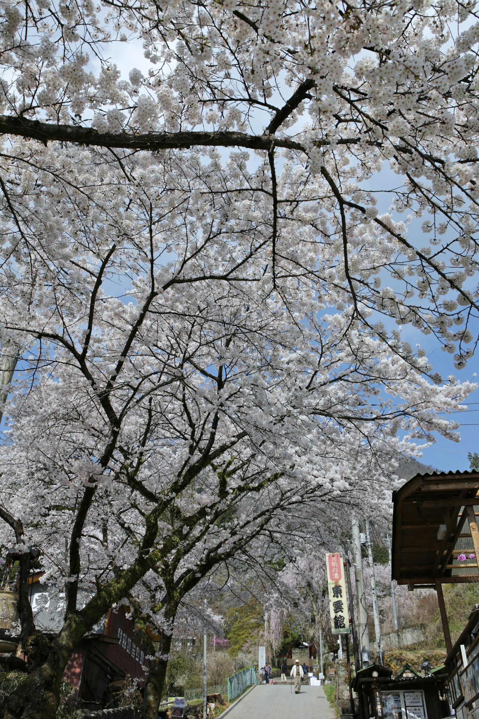 Pohon sakura mekar di sepanjang jalan di bawah langit biru
