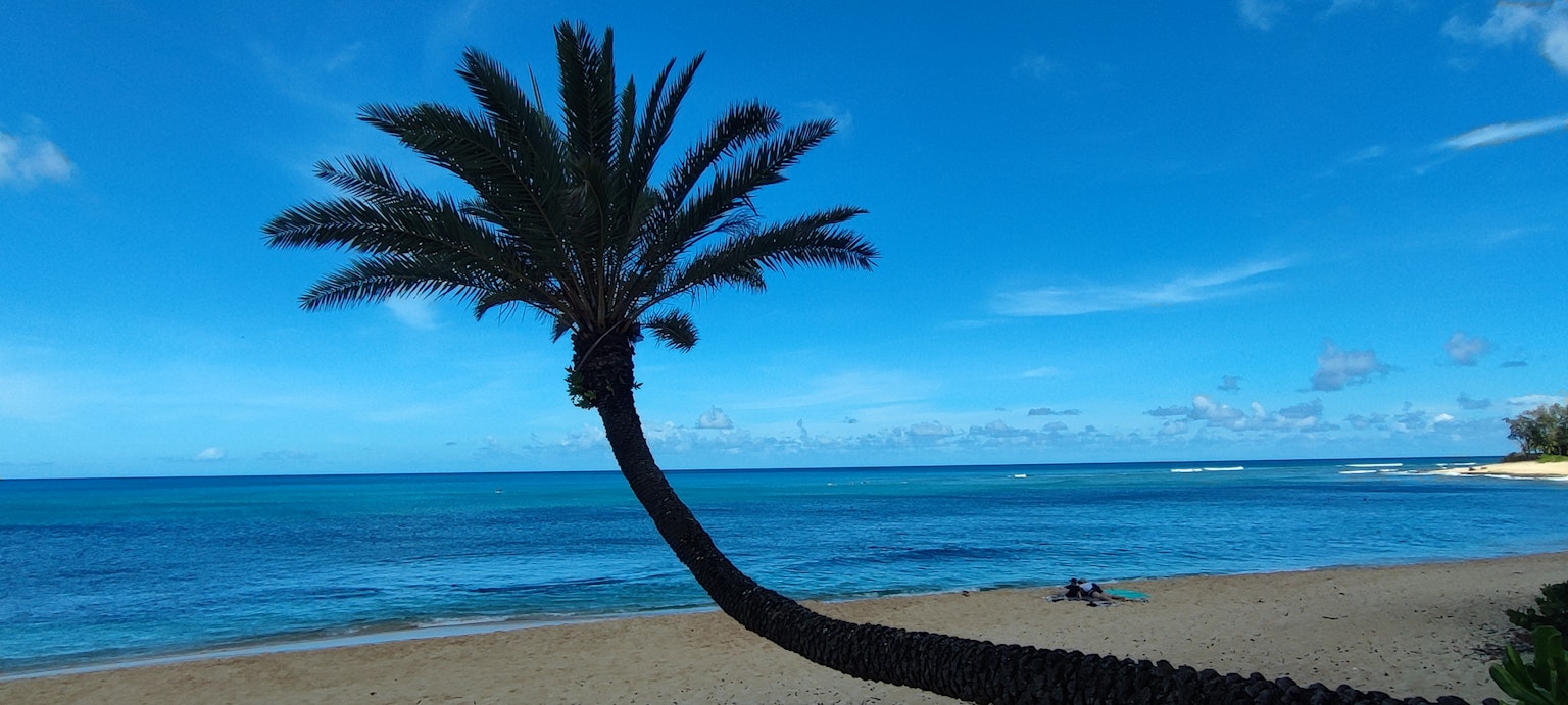 Palma inclinata con sfondo di cielo azzurro e oceano