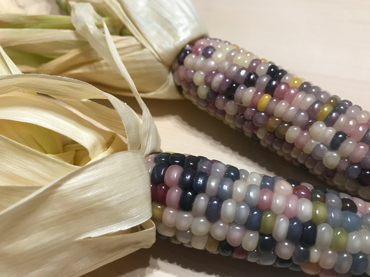 色彩繽紛的玉米和乾燥的外皮展示獨特的圖案