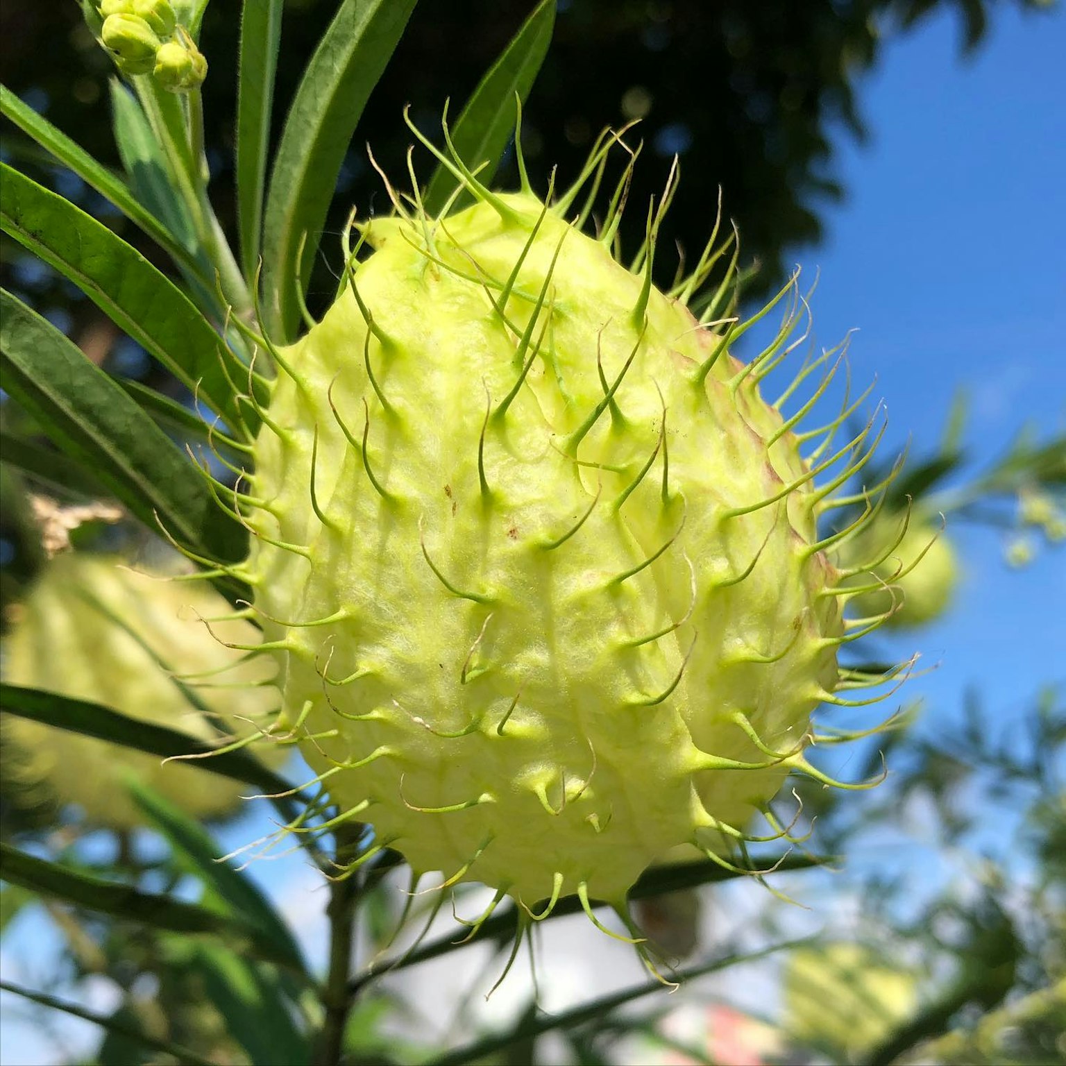 Einzigartige stachelige grüne Frucht unter einem blauen Himmel