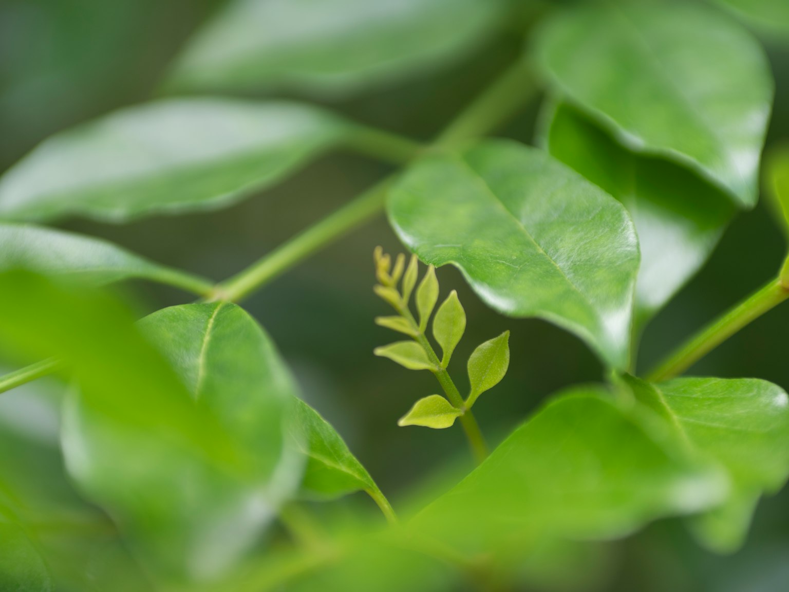 Close-up daun hijau dengan tunas kecil baru terlihat di antara mereka