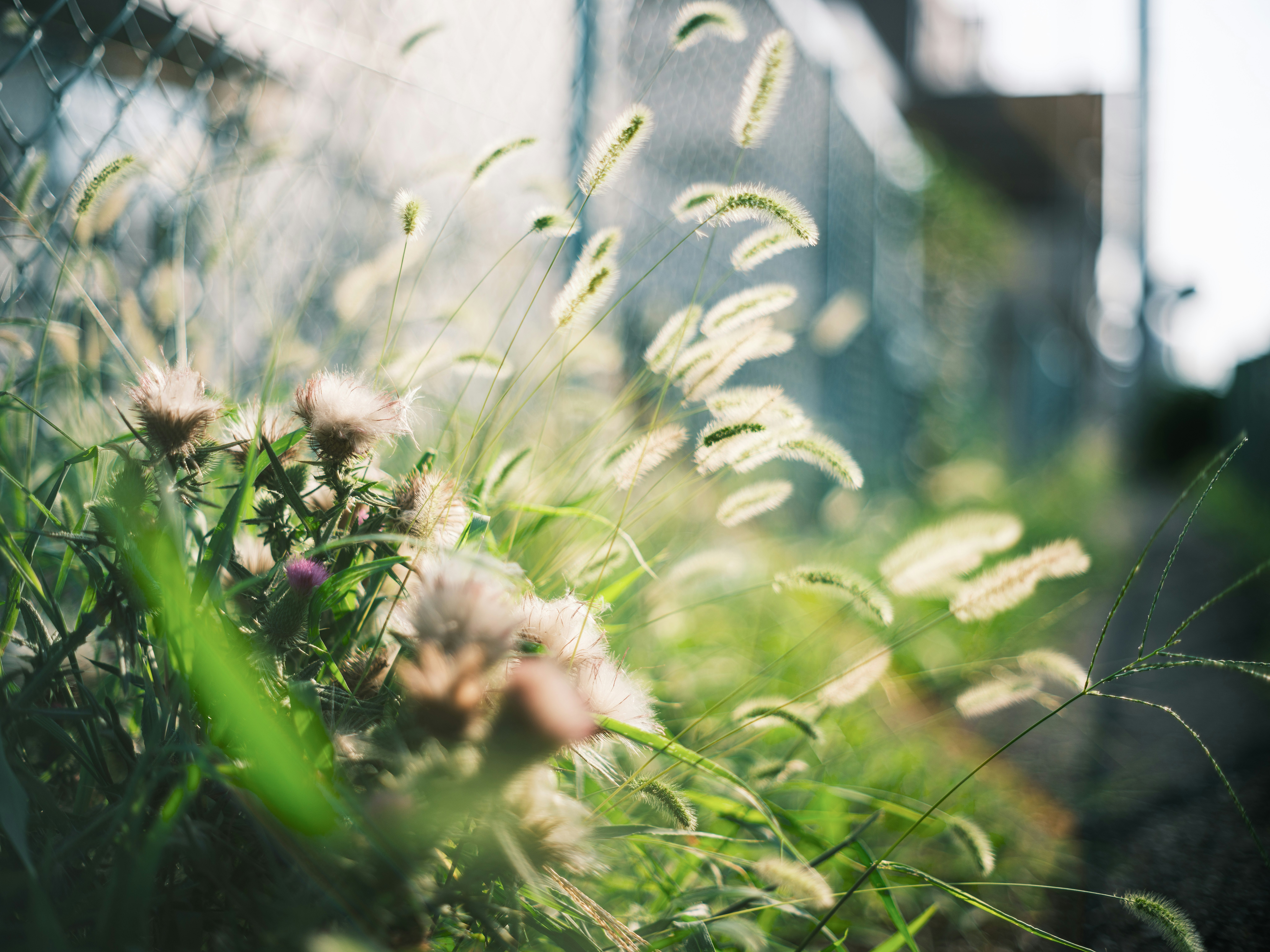 close-up of grass plumes swaying in a field