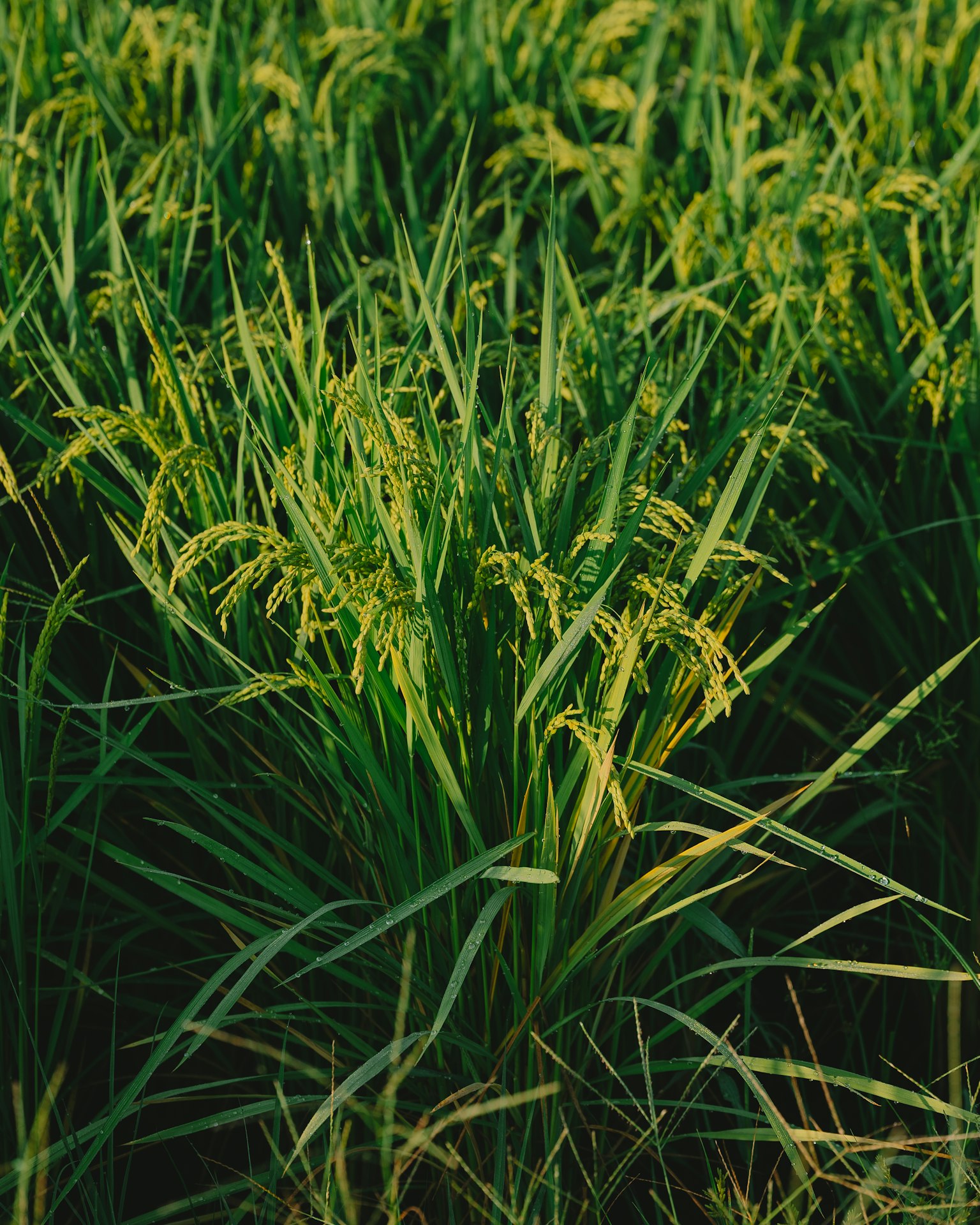 Lush green rice plants in a field
