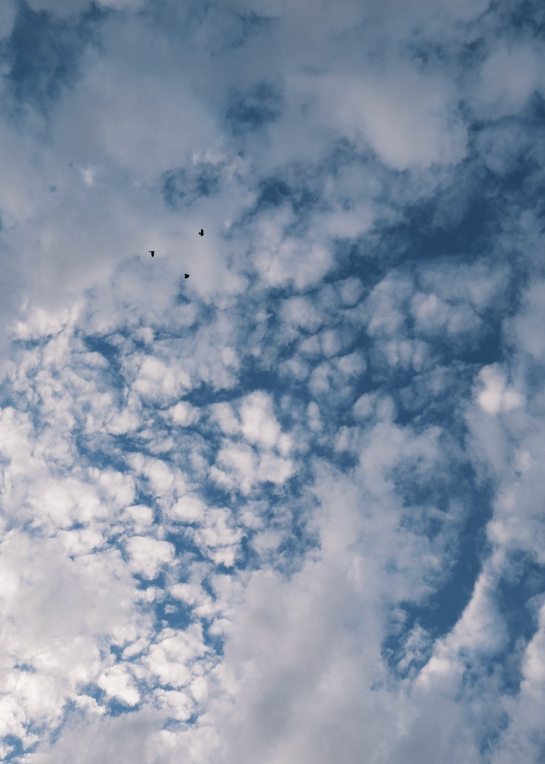 青空に広がる雲の群れ