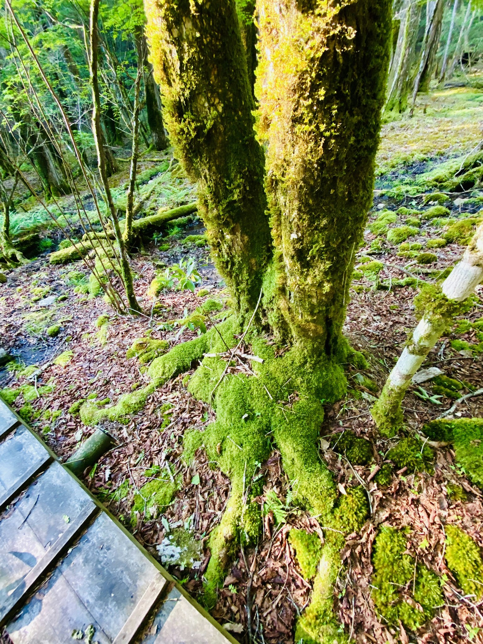Nahaufnahme eines mit Moos bedeckten Baumstamms und Wurzeln in einer üppigen Waldlandschaft