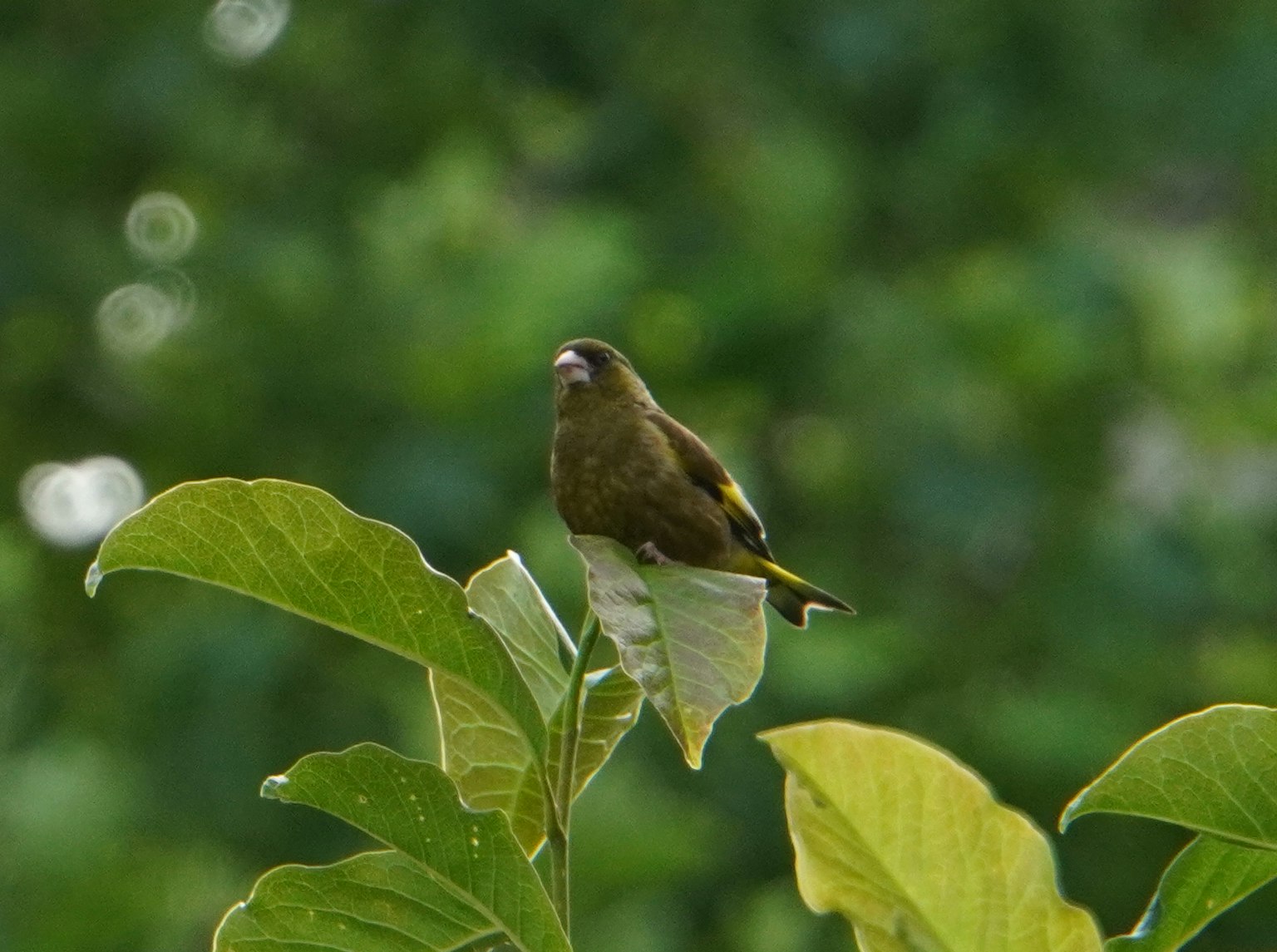 Un oiseau vert perché sur des feuilles avec un arrière-plan vert flou