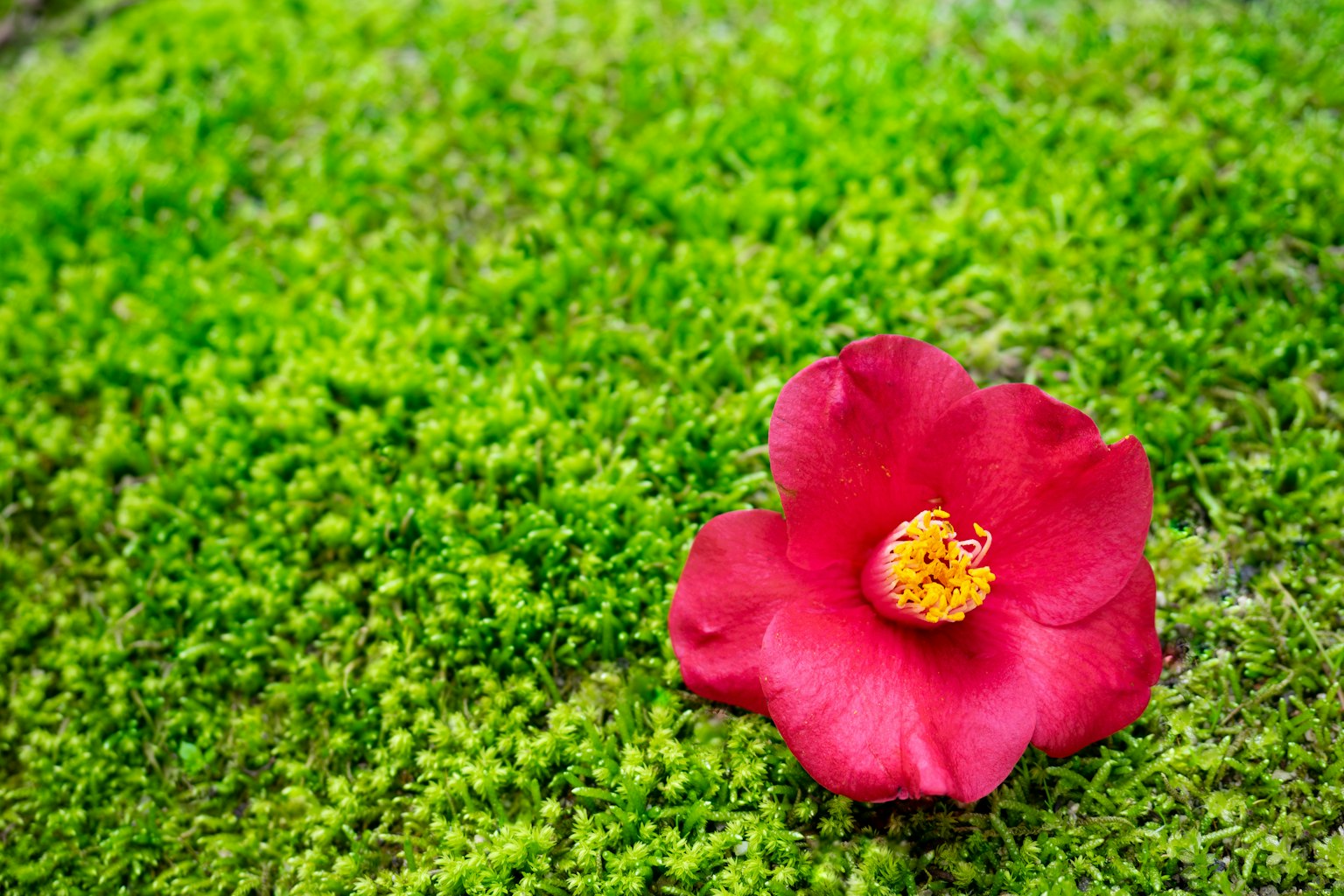 Una sola flor roja descansando sobre musgo verde