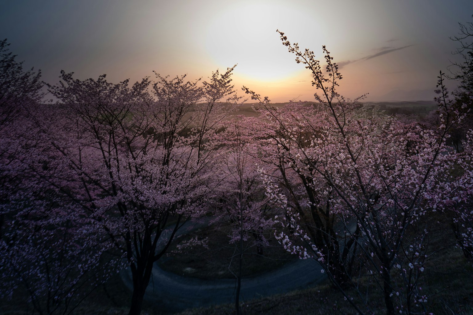 Pohon sakura yang mekar saat matahari terbenam dengan cahaya lembut