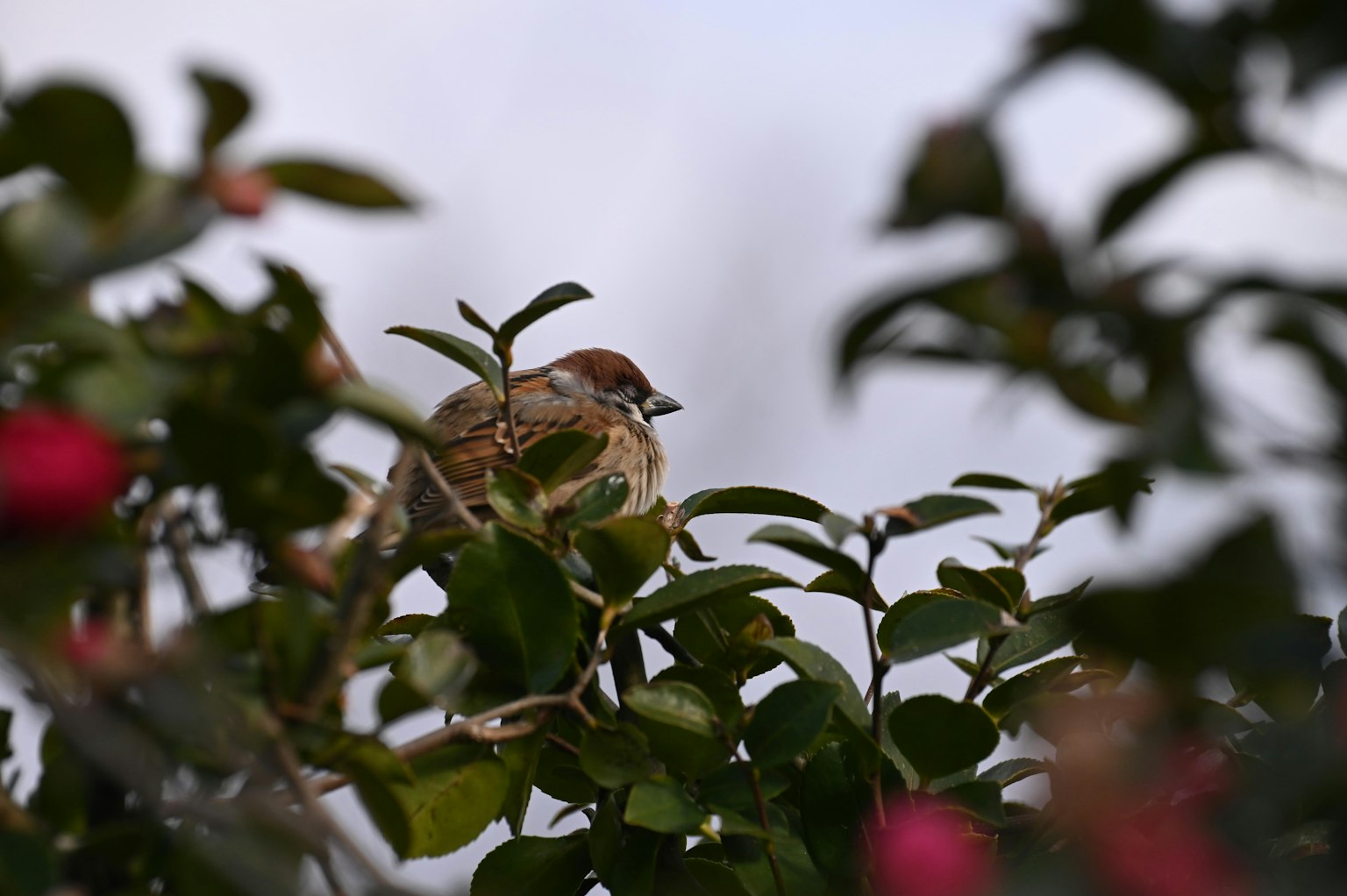 一隻鳥藏在綠色葉子和粉色花朵之間