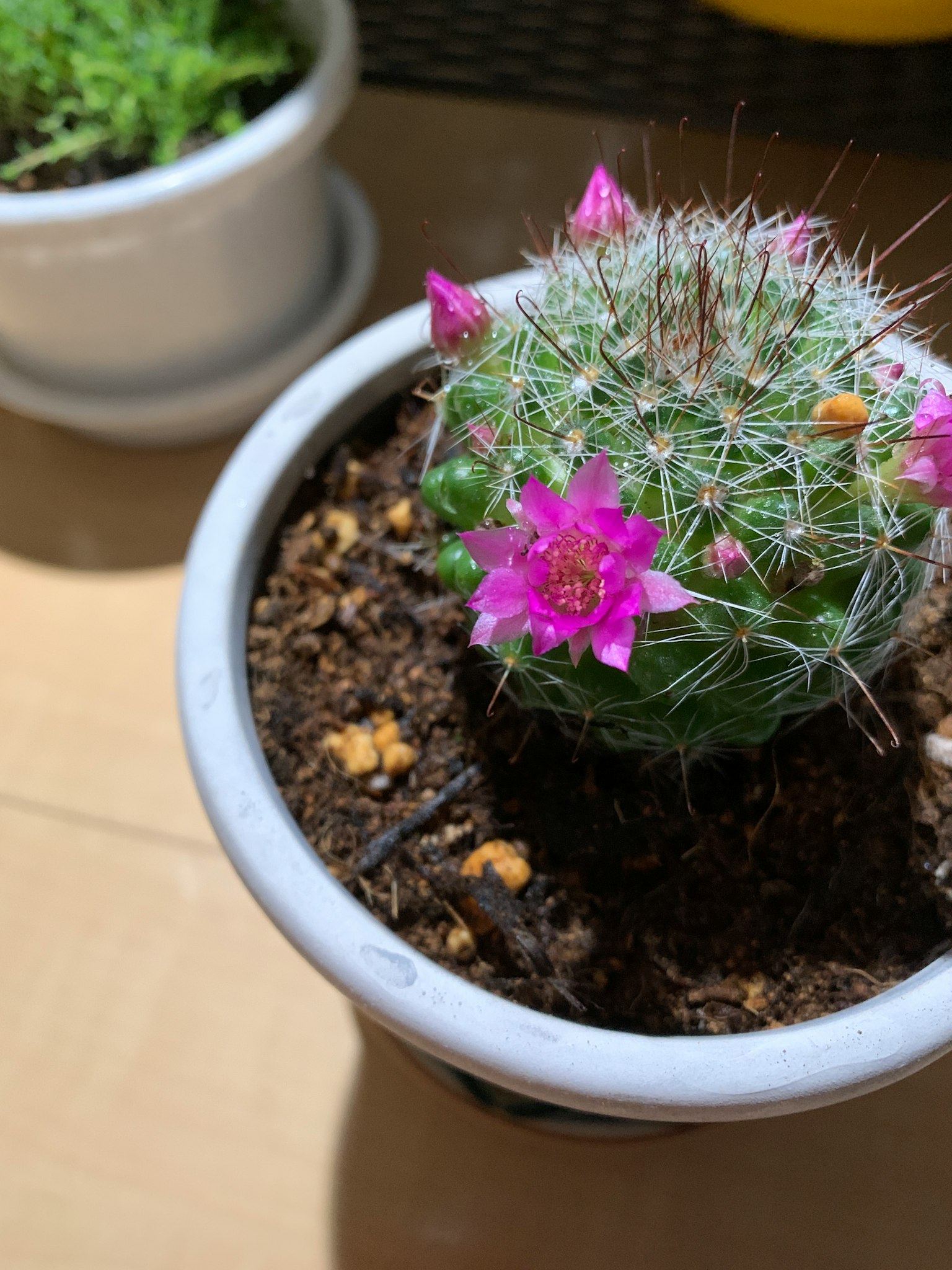 Una pequeña maceta de cactus con flores rosas vibrantes en flor