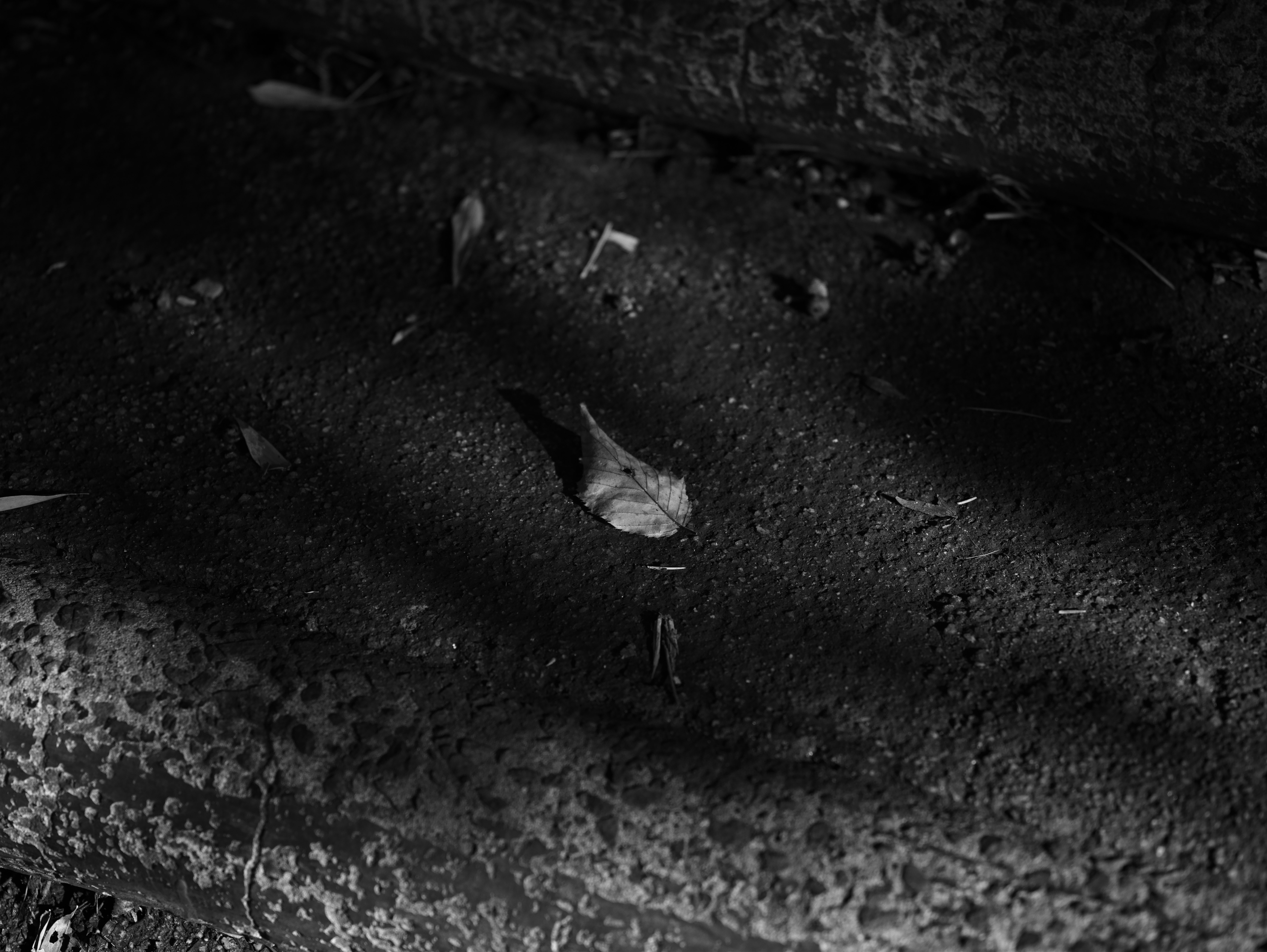 Quiet street texture with fallen leaves and small insects on the ground