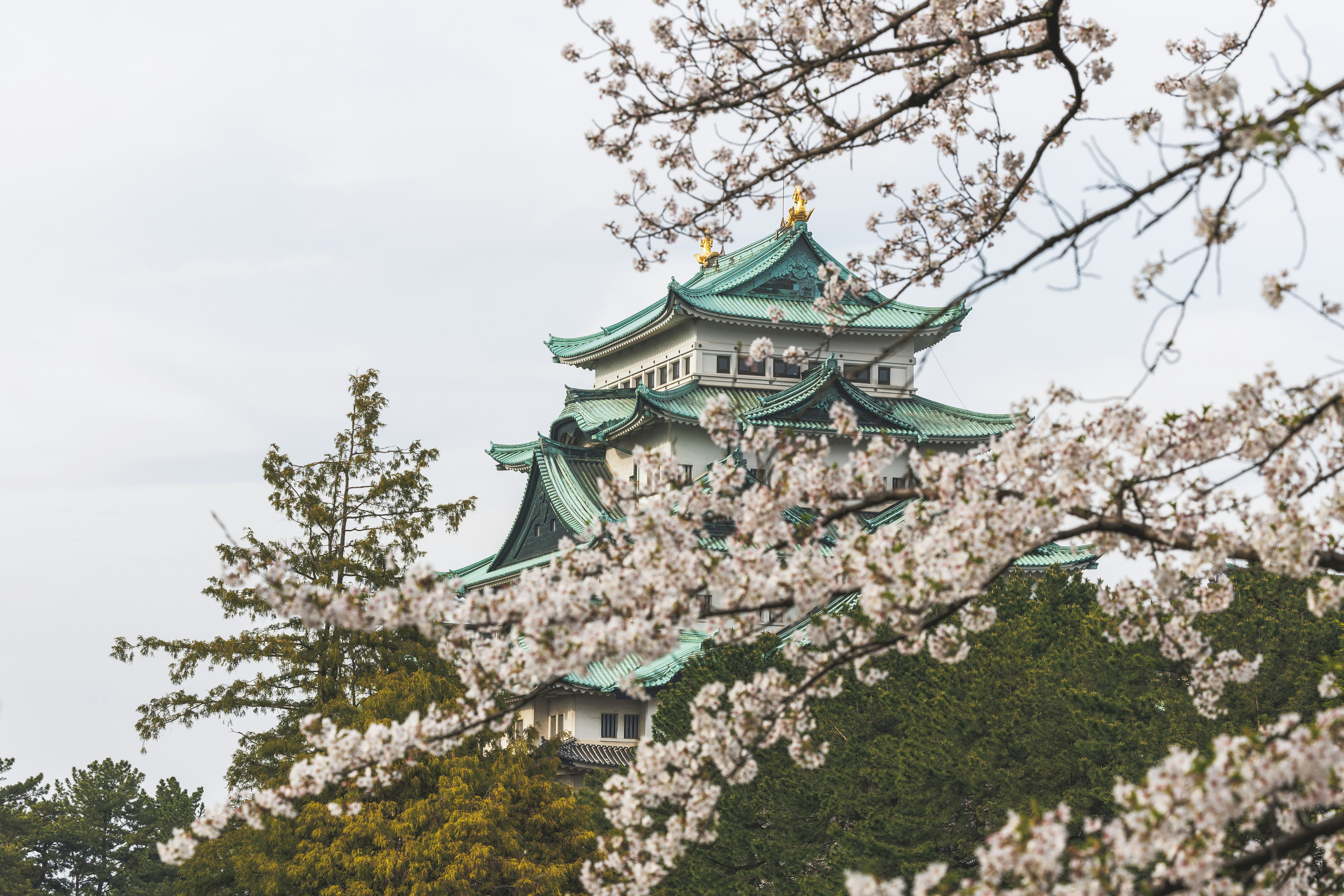 名古屋城外觀與櫻花