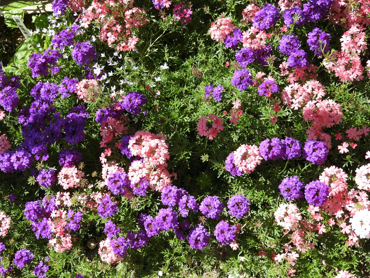 Jardin coloré avec des fleurs en fleurs en violet et rose