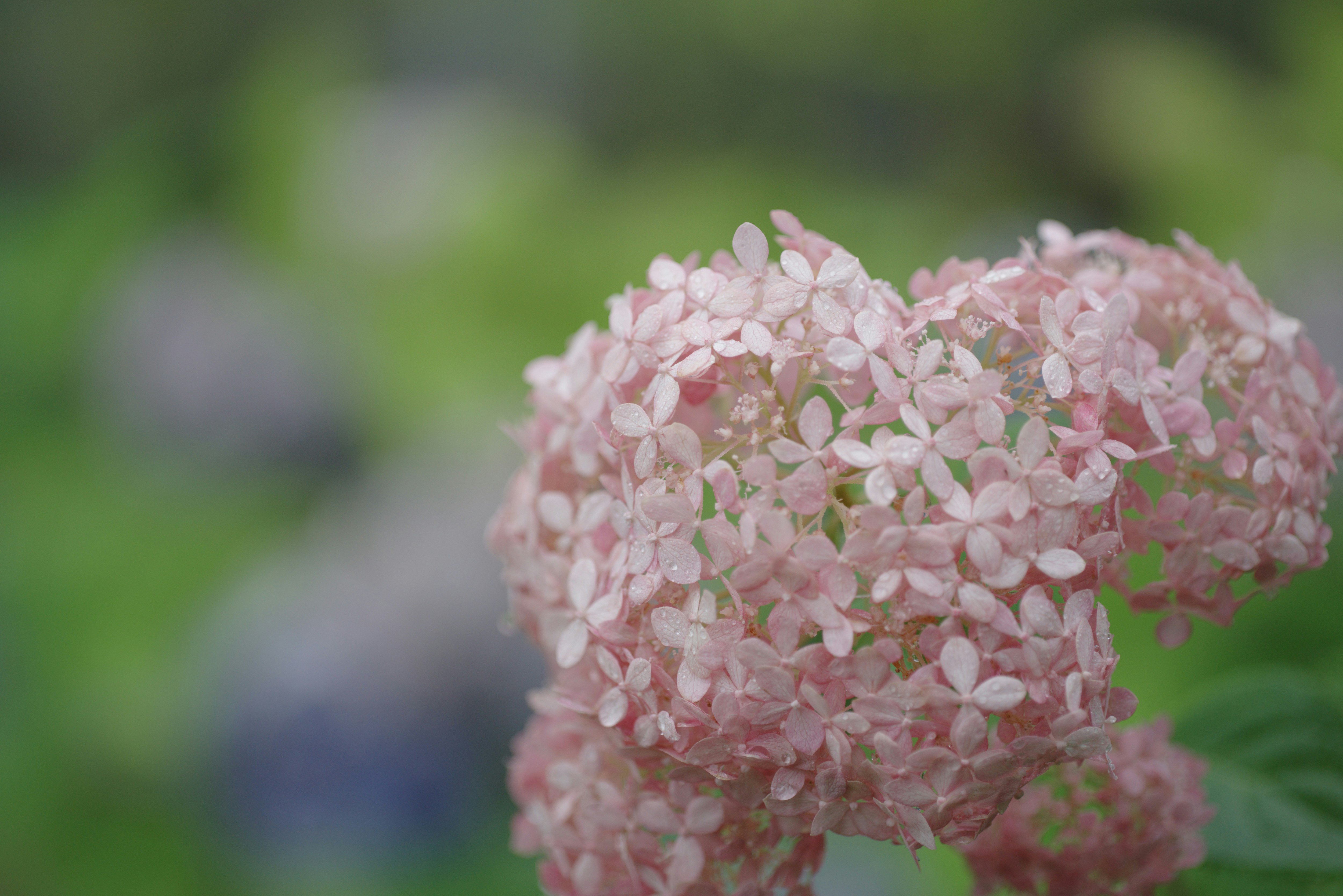 Close-up of hydrangea blossoms