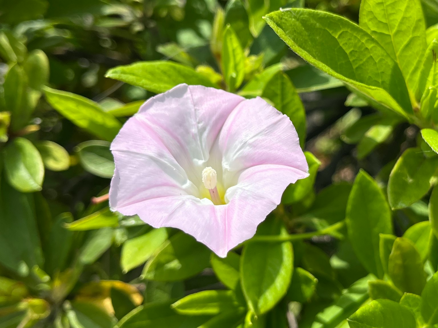 Un fiore rosa pallido circondato da foglie verdi