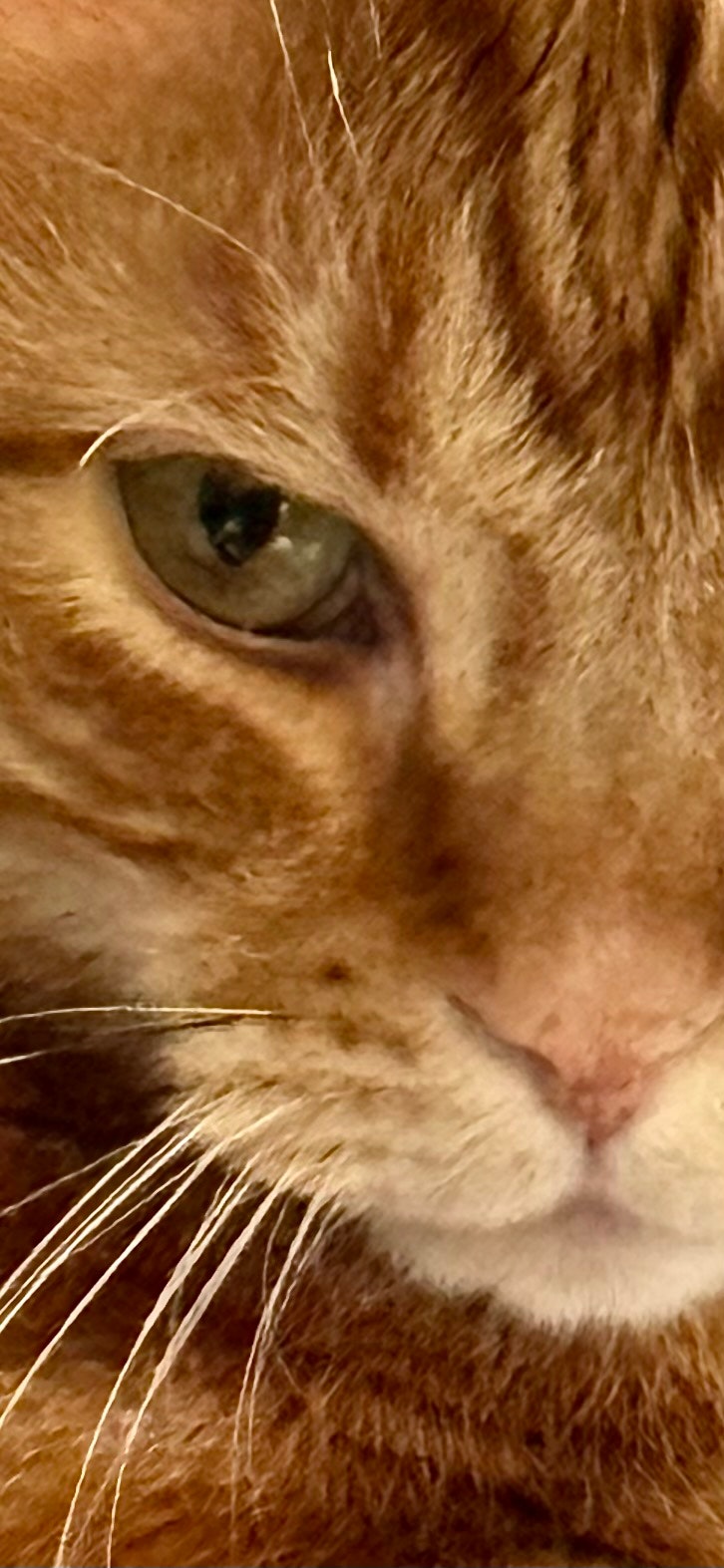 茶色い猫の目元のアップ