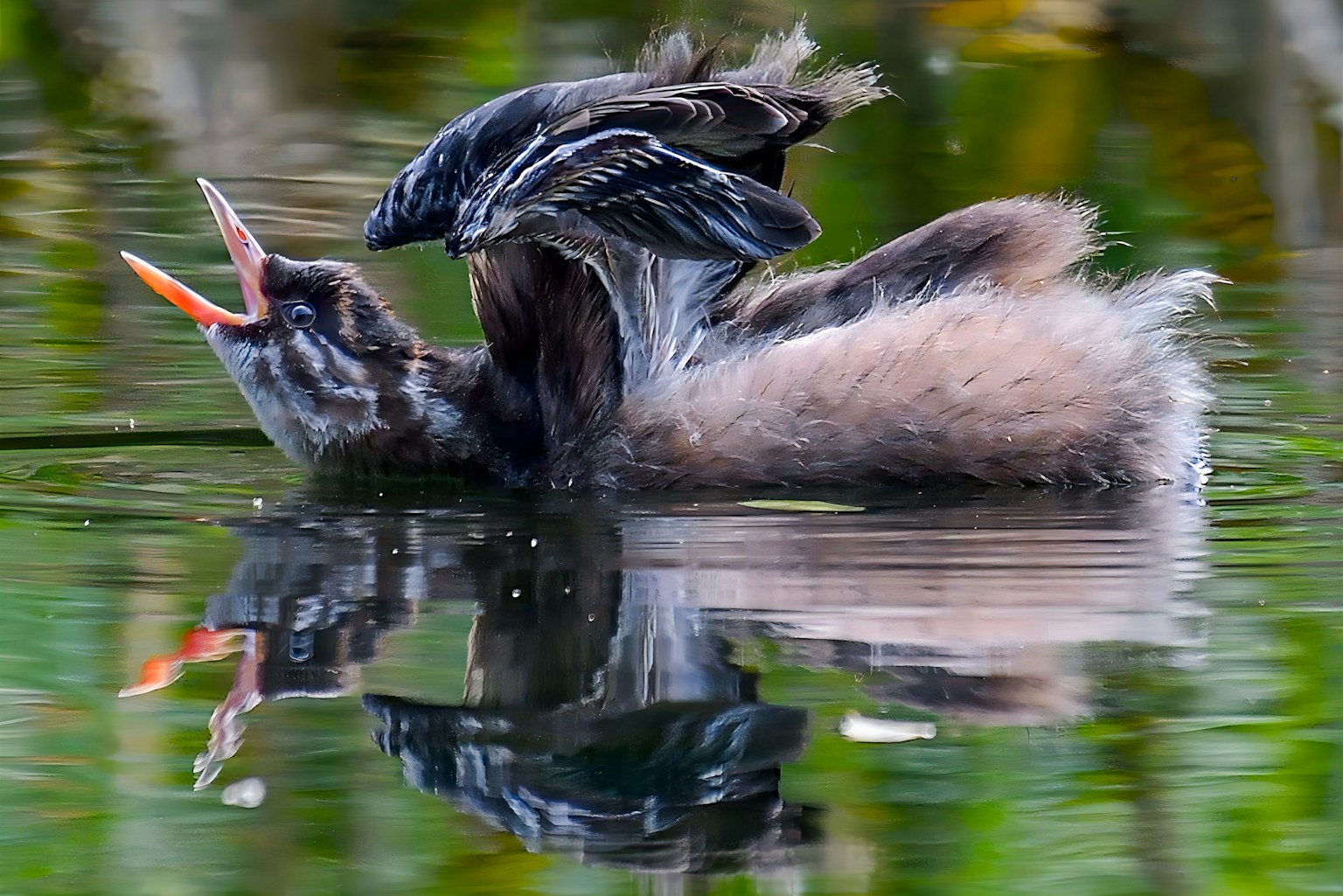 A young grebe floating on water spreading its wings and calling