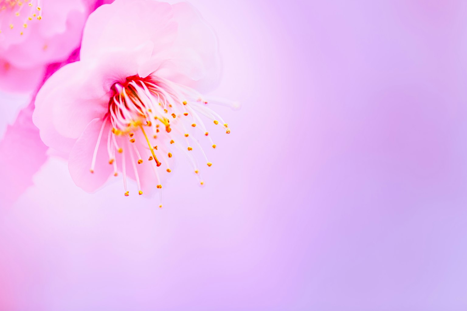 부드러운 보라색 배경의 분홍색 꽃 클로즈업