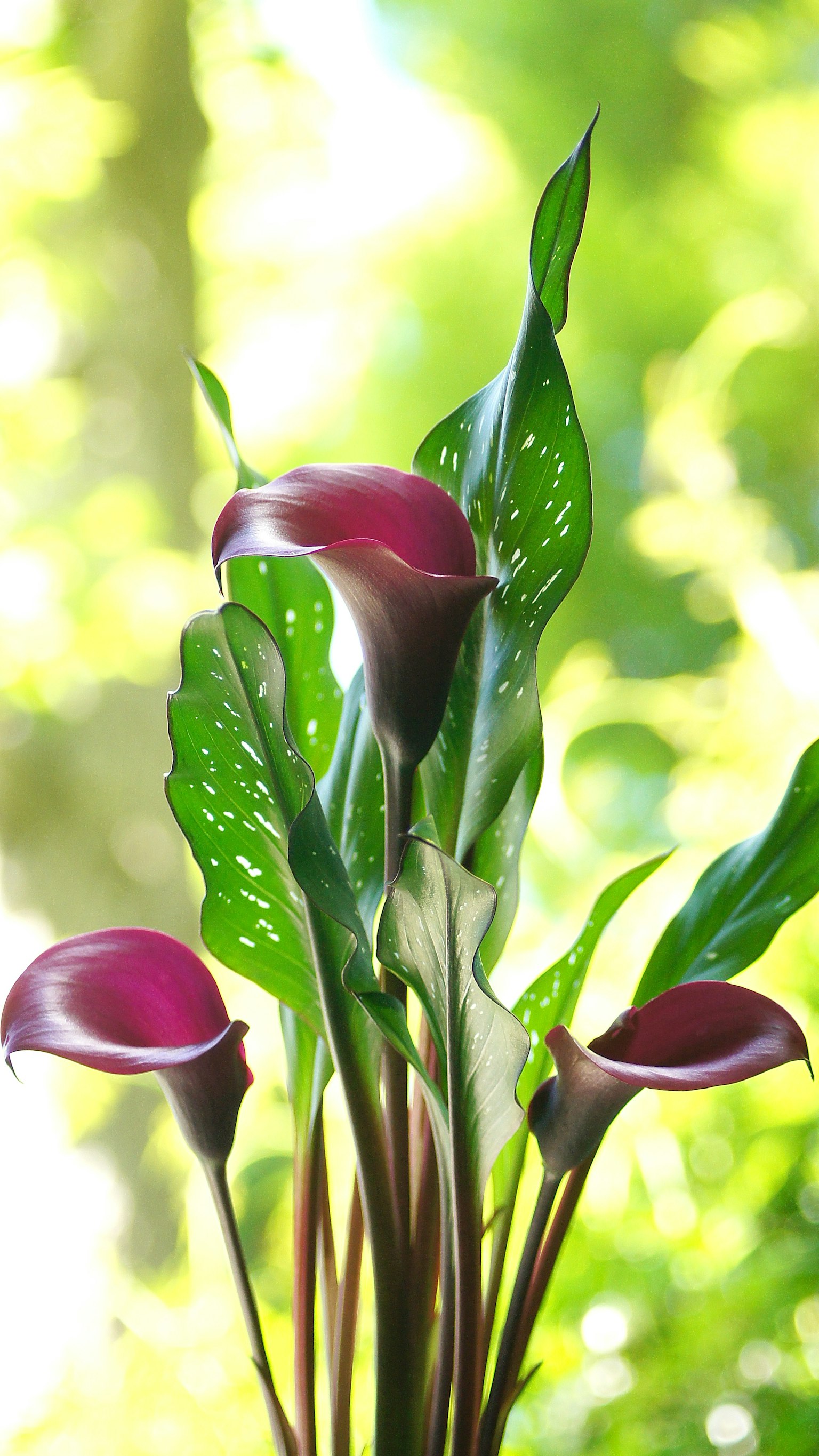 Schöne lila Calla-Lilien blühen zwischen grünen Blättern