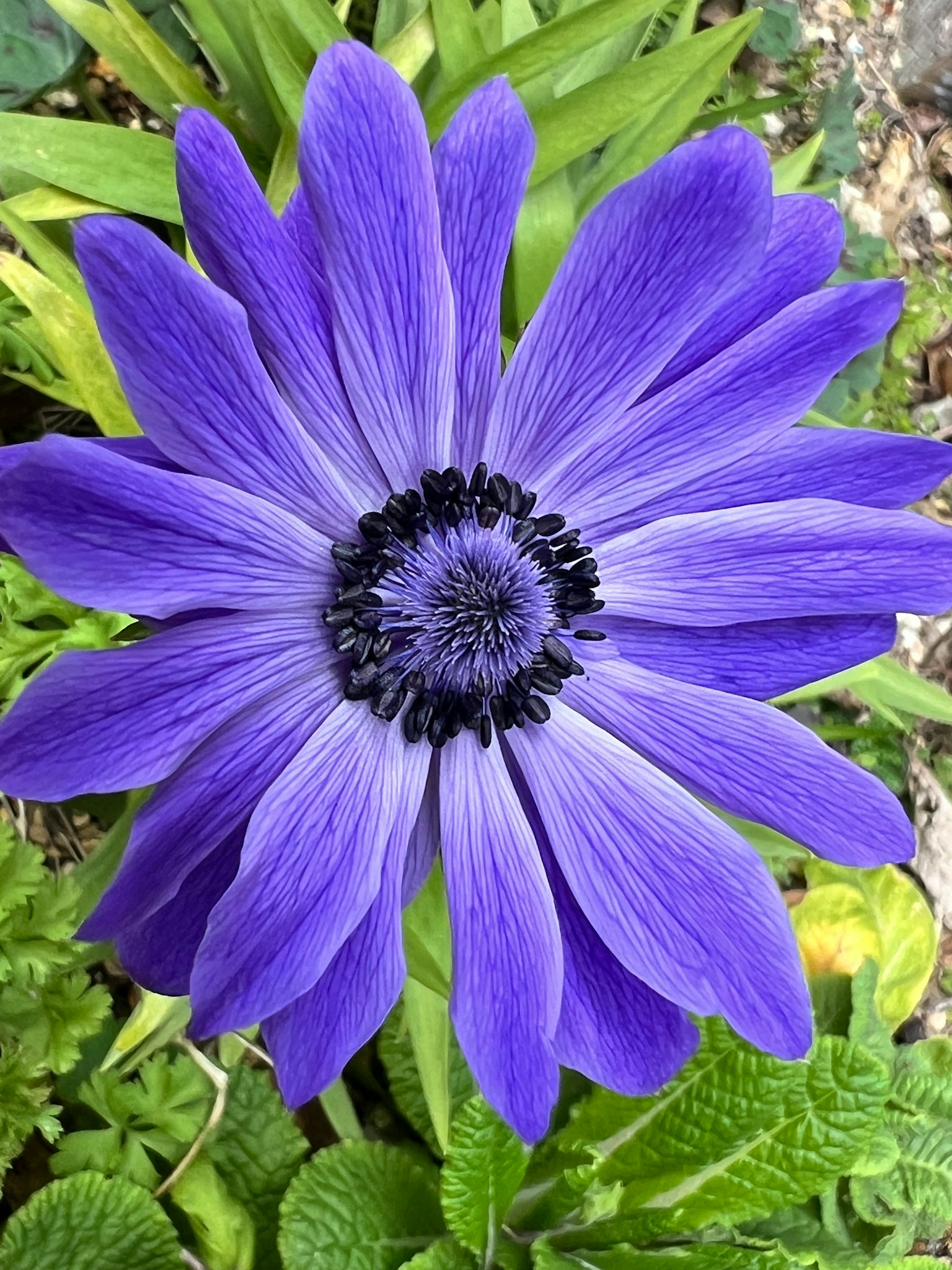 Lebendige lila Anemone mit schwarzem Zentrum