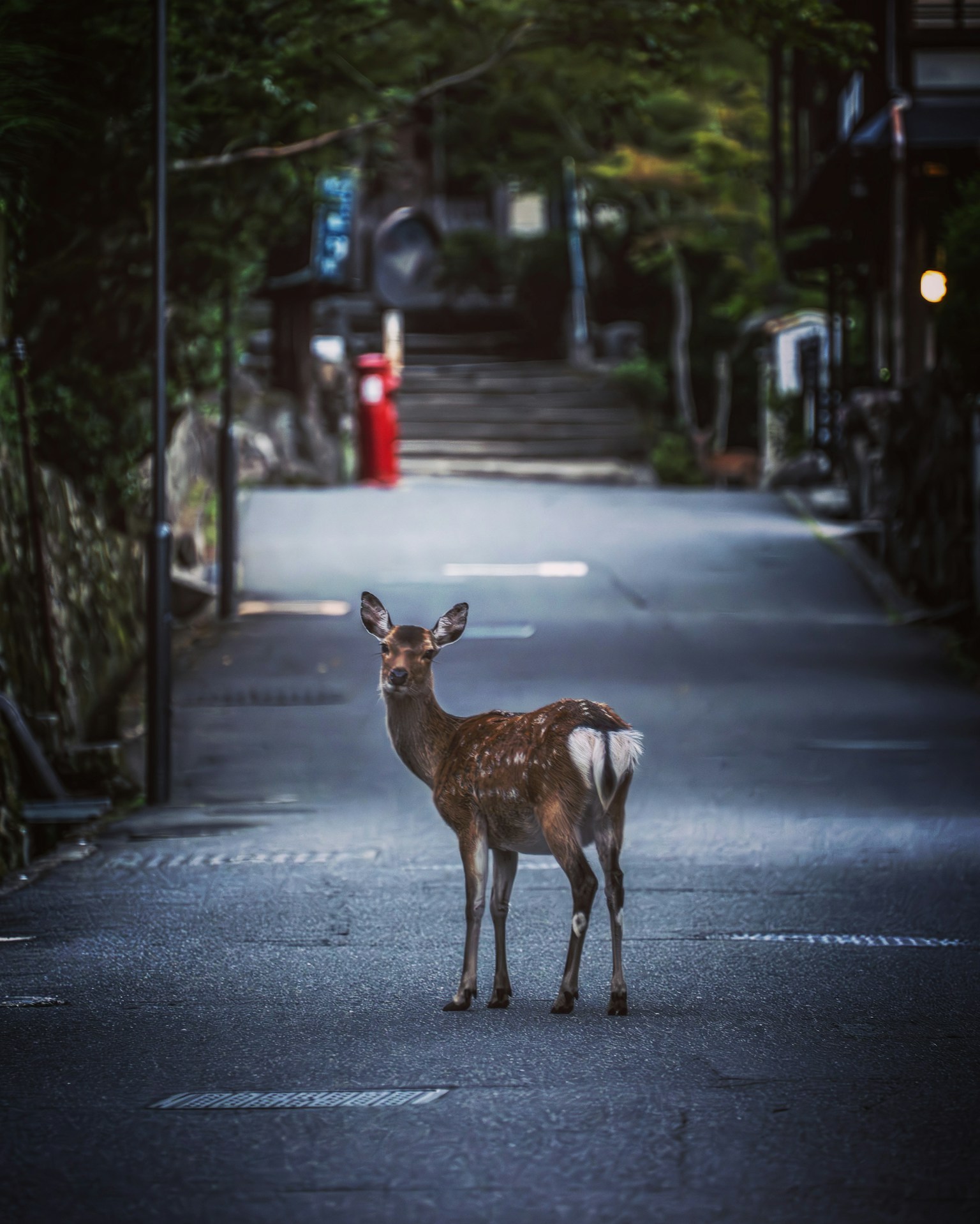 一隻站在安靜街道上的鹿