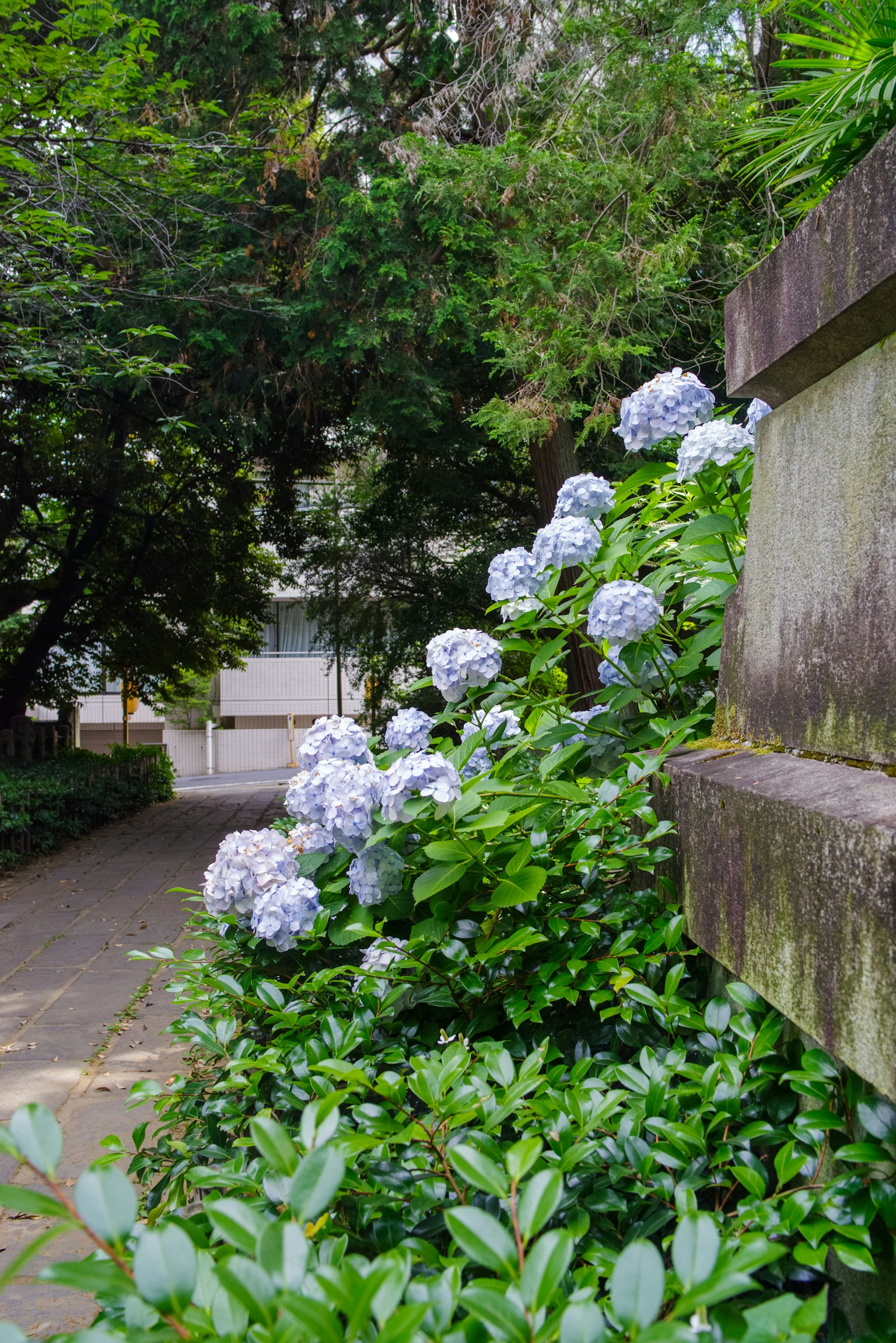 Fiori di ortensia blu che fioriscono lungo un sentiero verde
