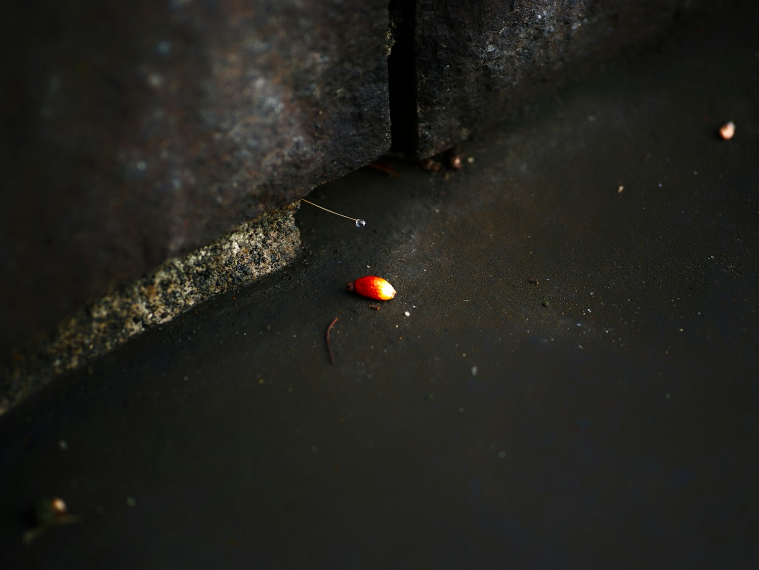 A red fruit floating in a puddle with a dark background