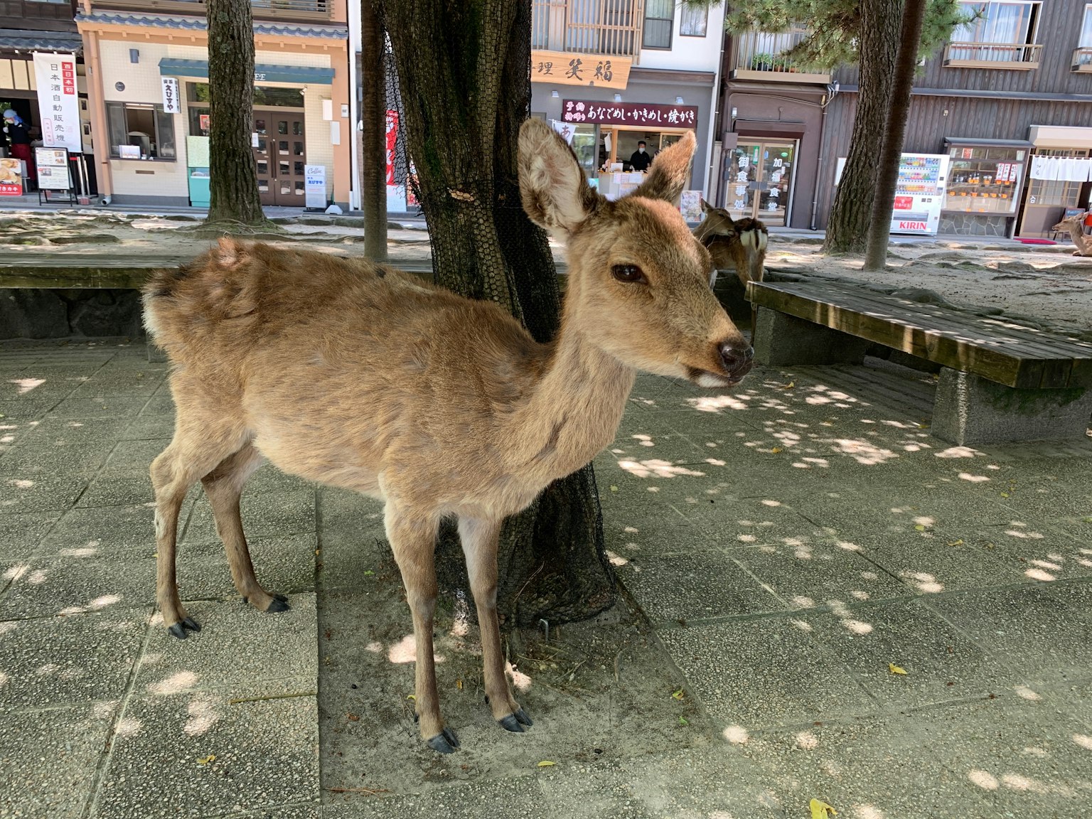 A small deer standing near a tree in a park