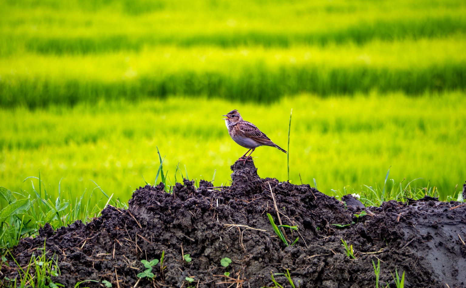 Seekor burung bertengger di gundukan tanah dengan ladang padi hijau di latar belakang