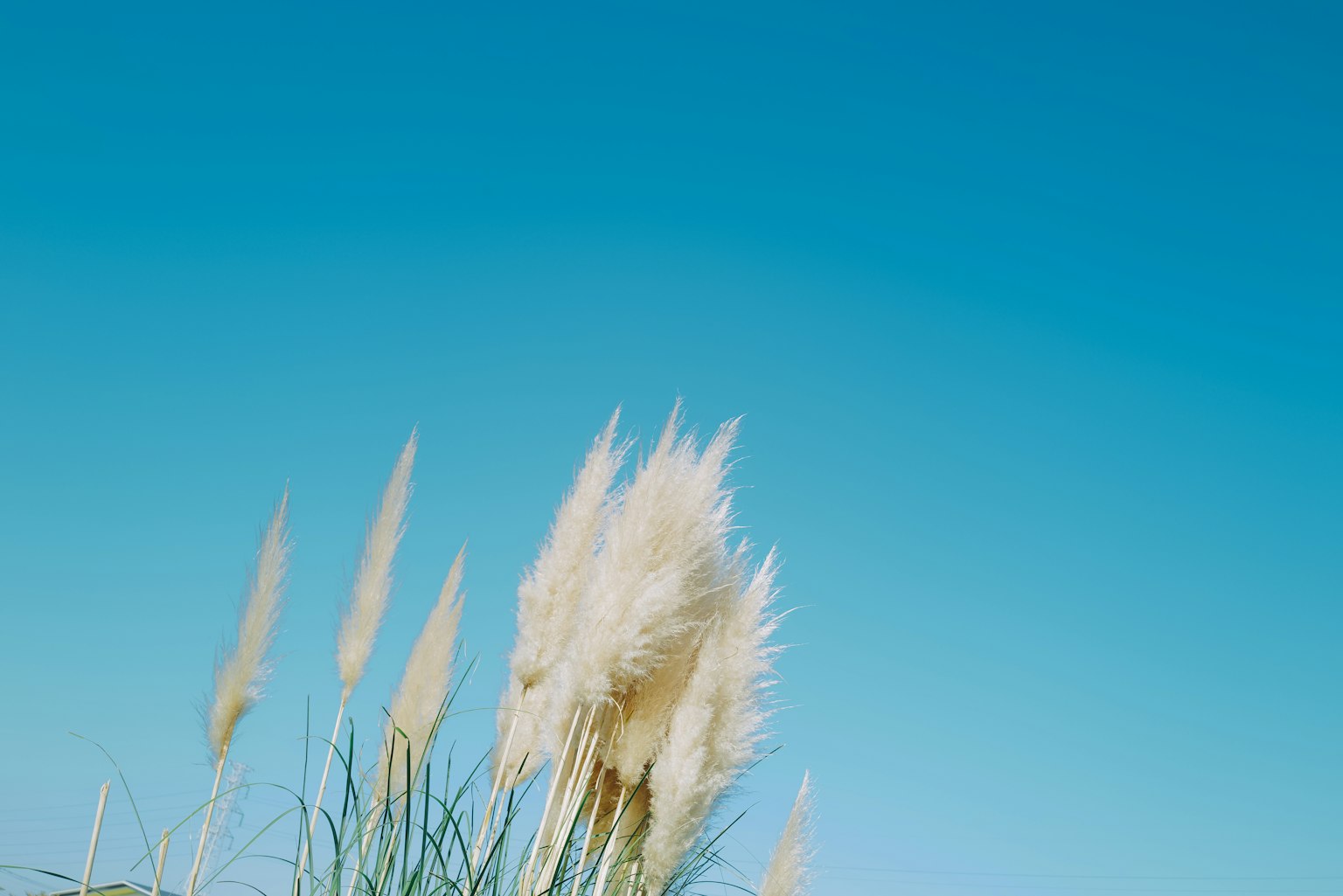 푸른 하늘 아래 피어나는 흰색 팬파스 풀