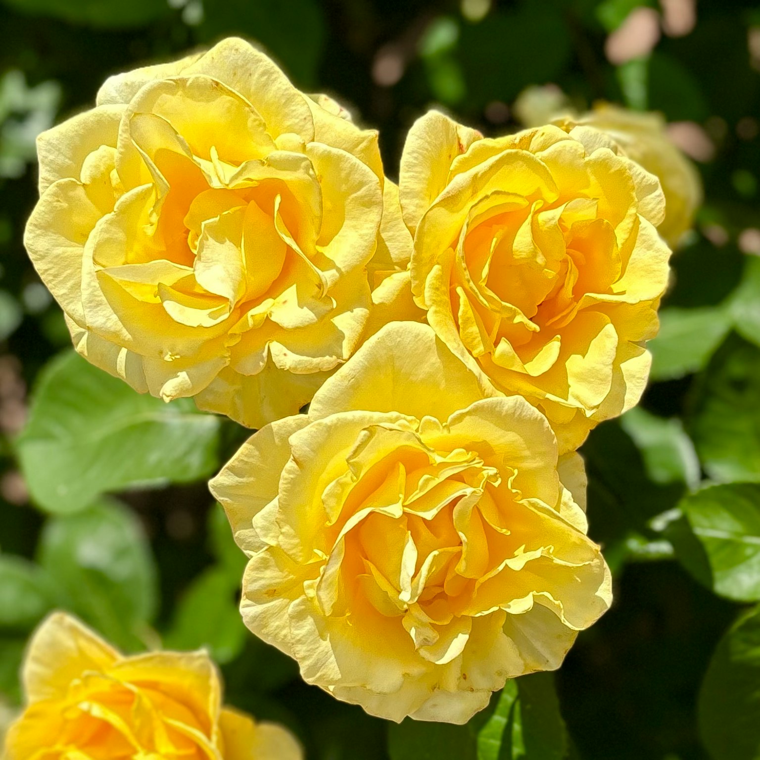 Ein Bouquet aus gelben Rosen blüht vor einem Hintergrund aus grünen Blättern