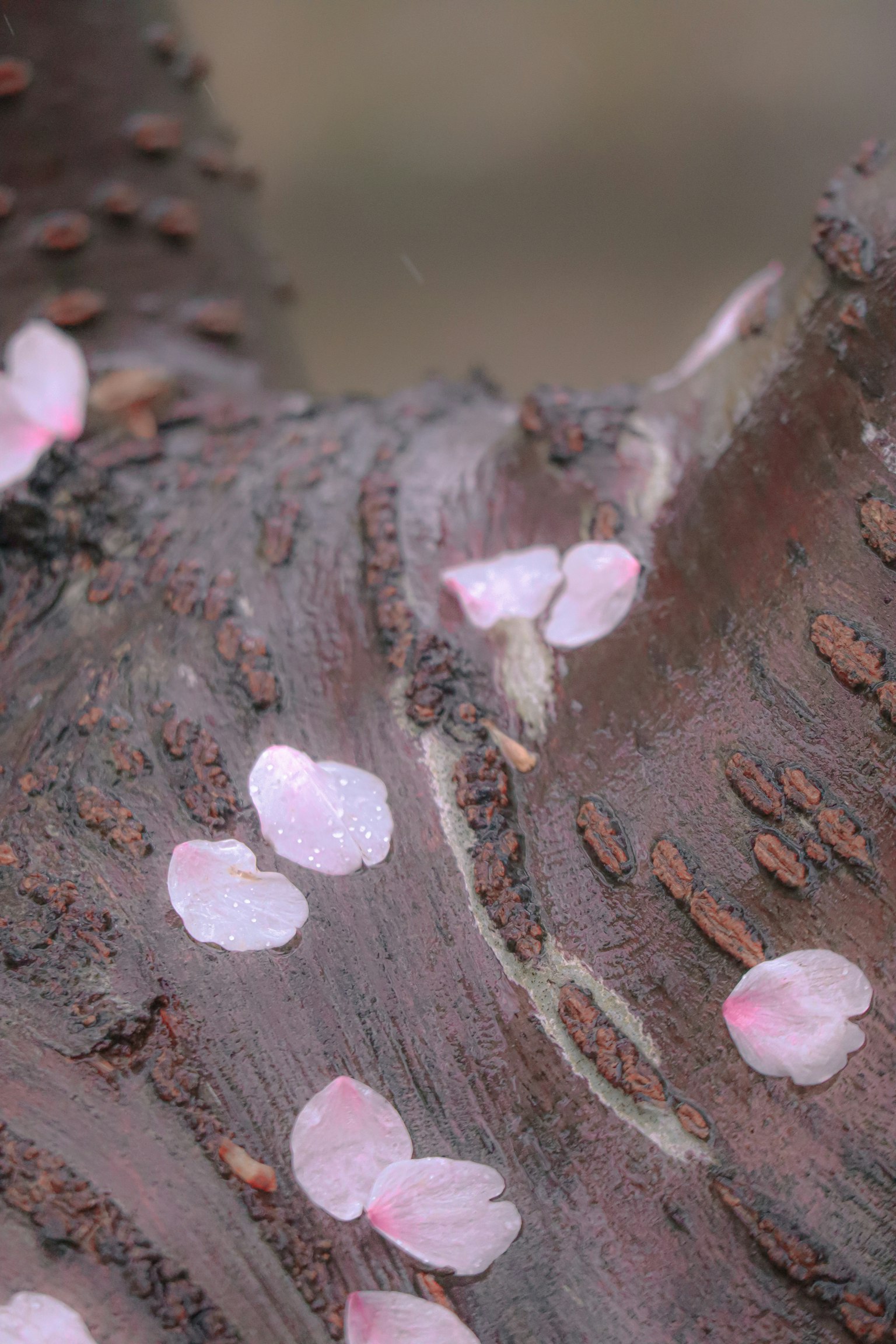 Pétales de cerisier éparpillés sur un tronc d'arbre
