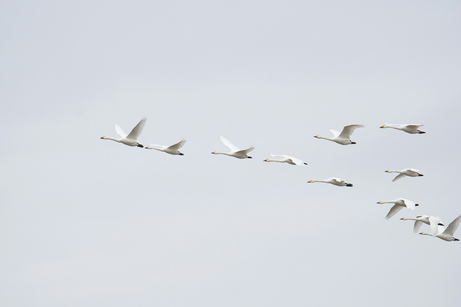 Un grupo de aves blancas volando en el cielo
