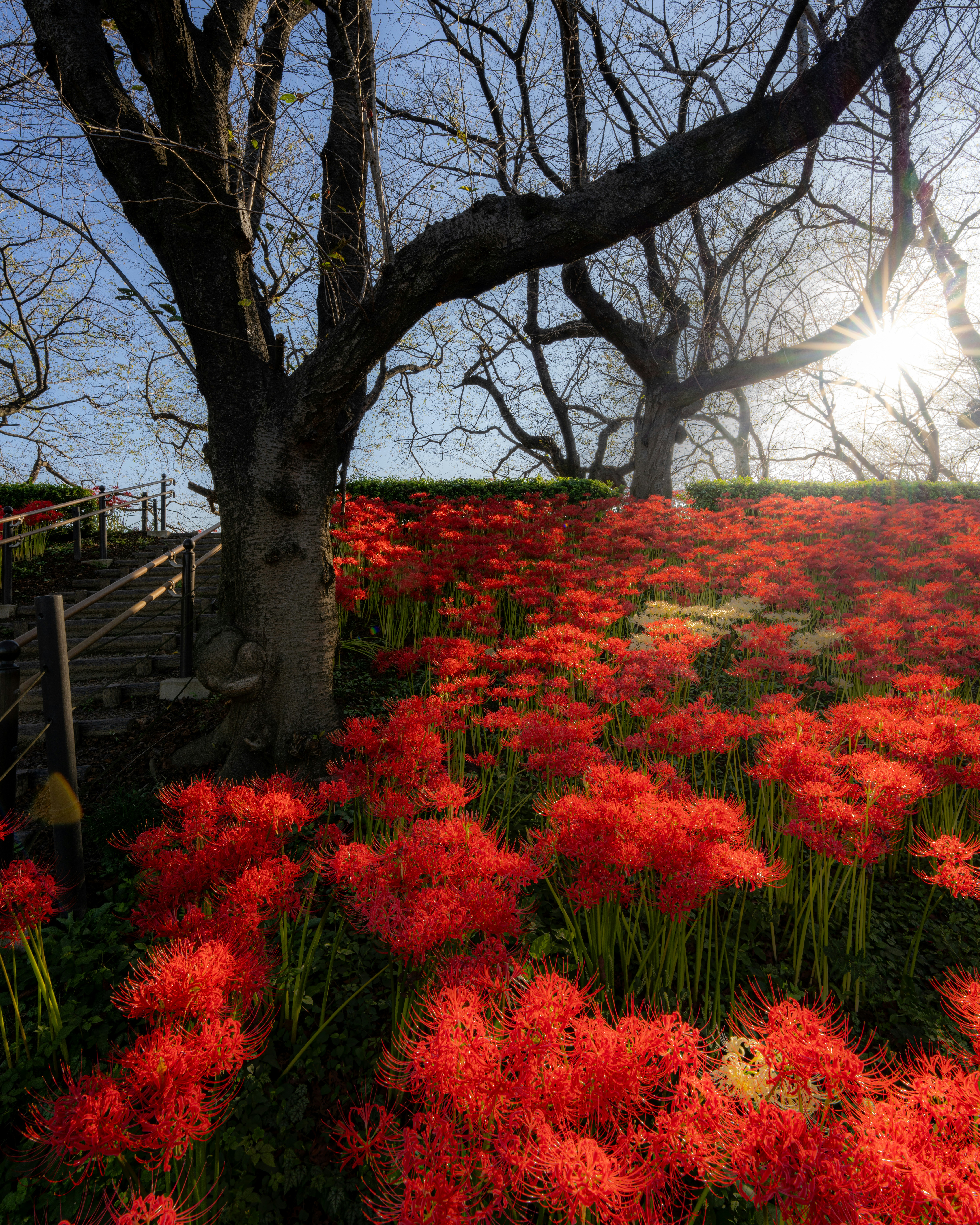 朝陽の光が差し込む彼岸花の群生と並木の木々のある花景色