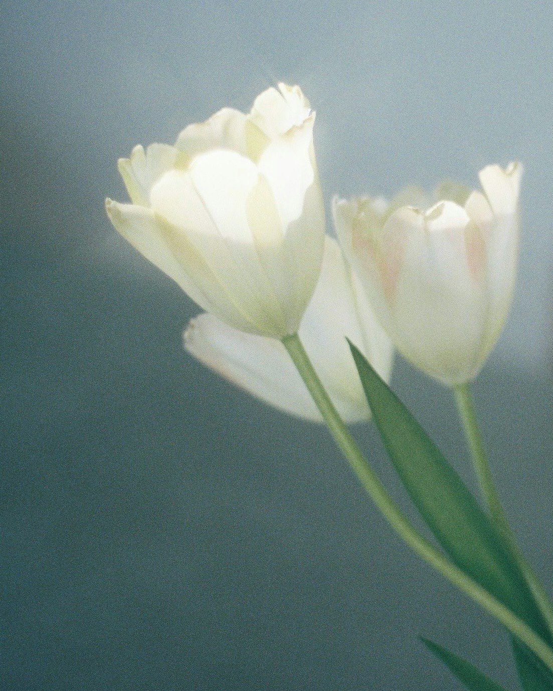 Geöffnete Tulpenblütenblätter