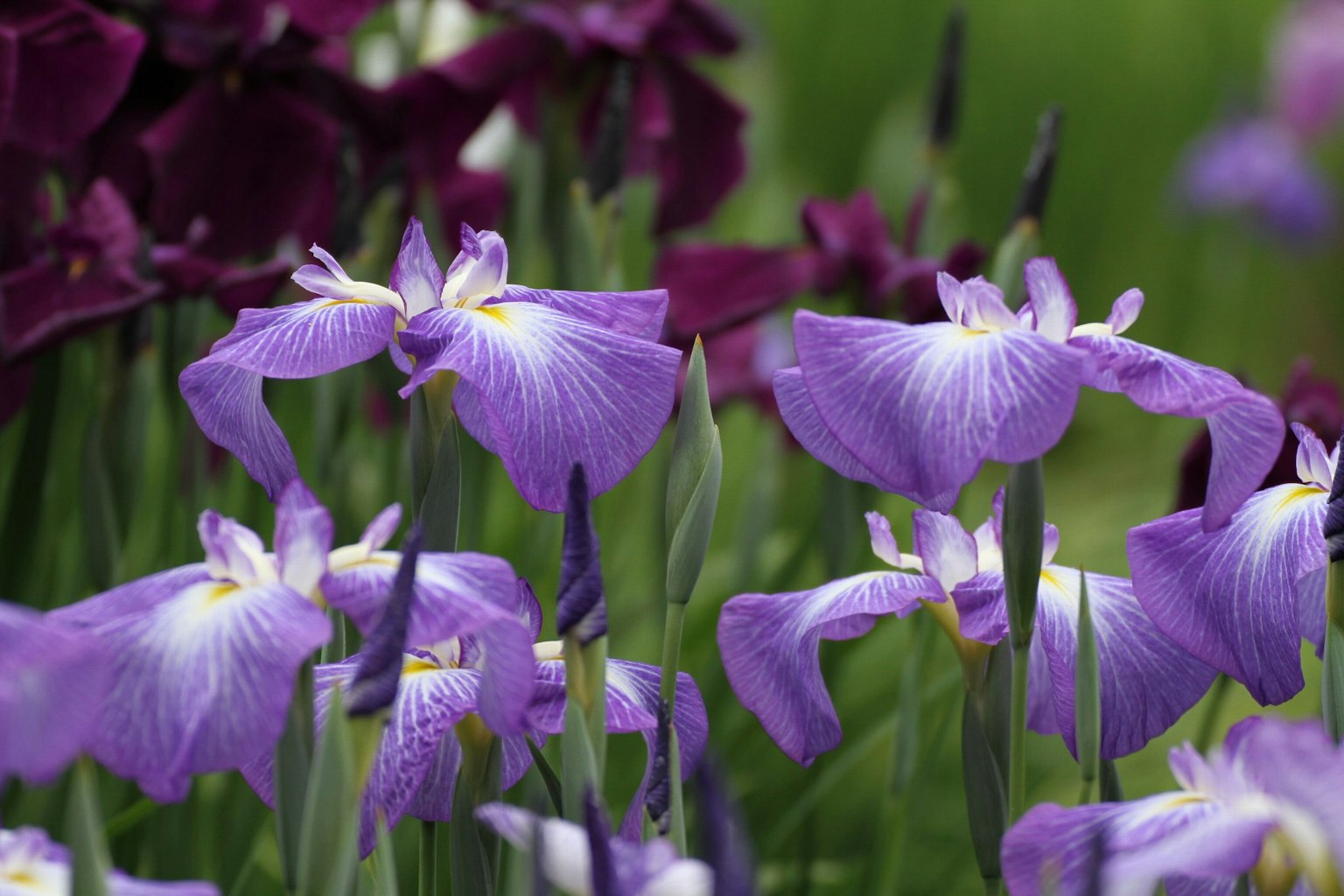 Gruppe von Iris mit lila Blumen und grünen Blättern